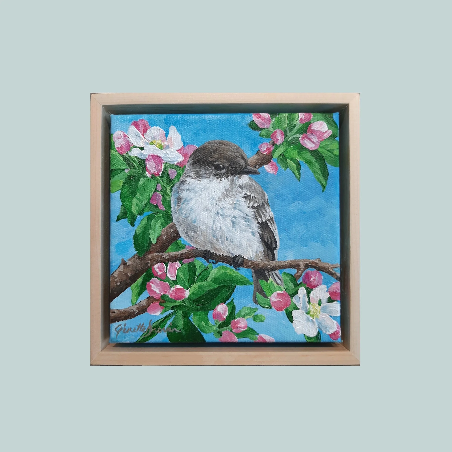 Apple Blossom Eastern Phoebe