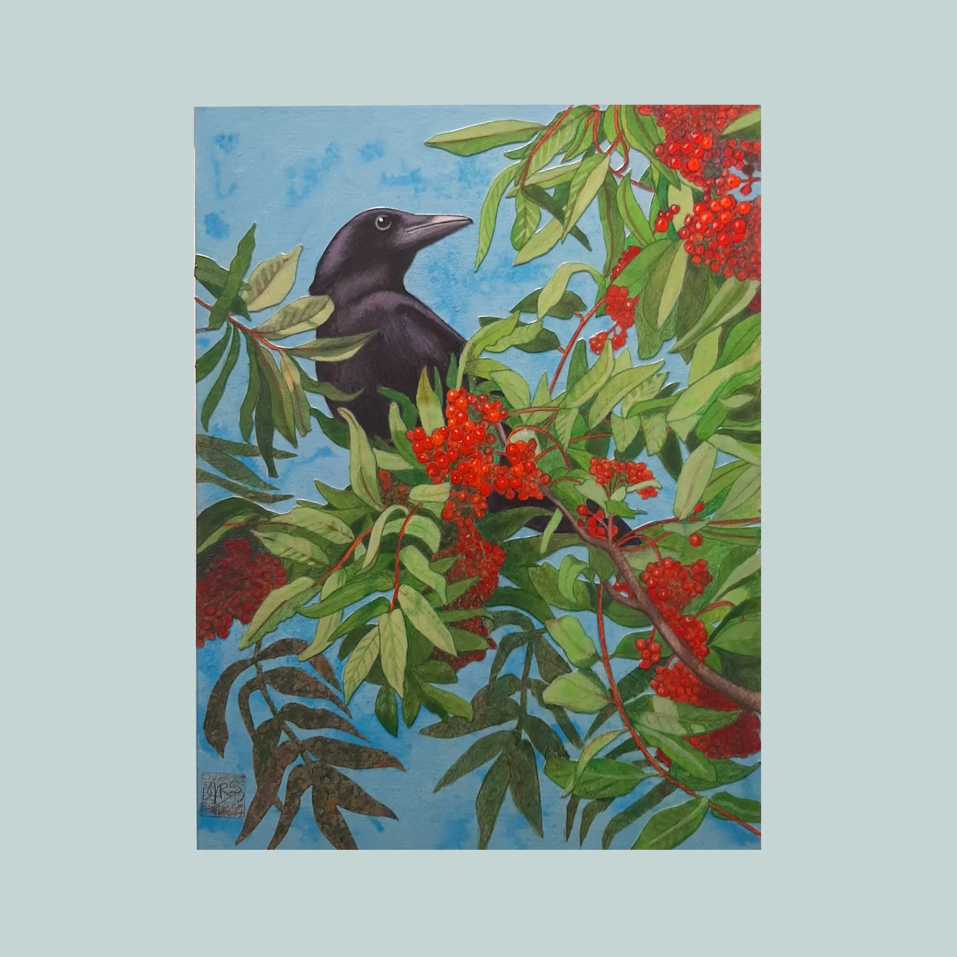 SG000800 - A crow with red berries.jpg
