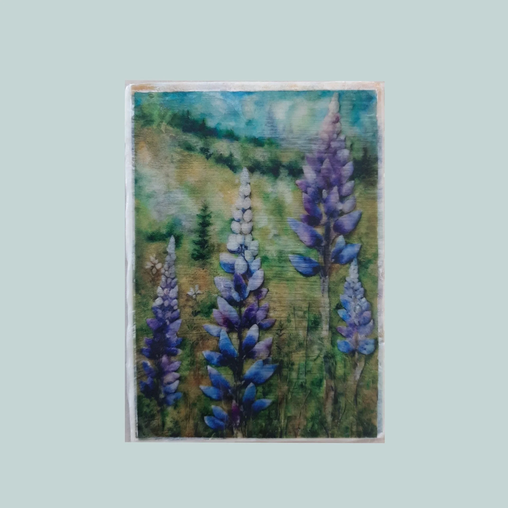 Lupine I