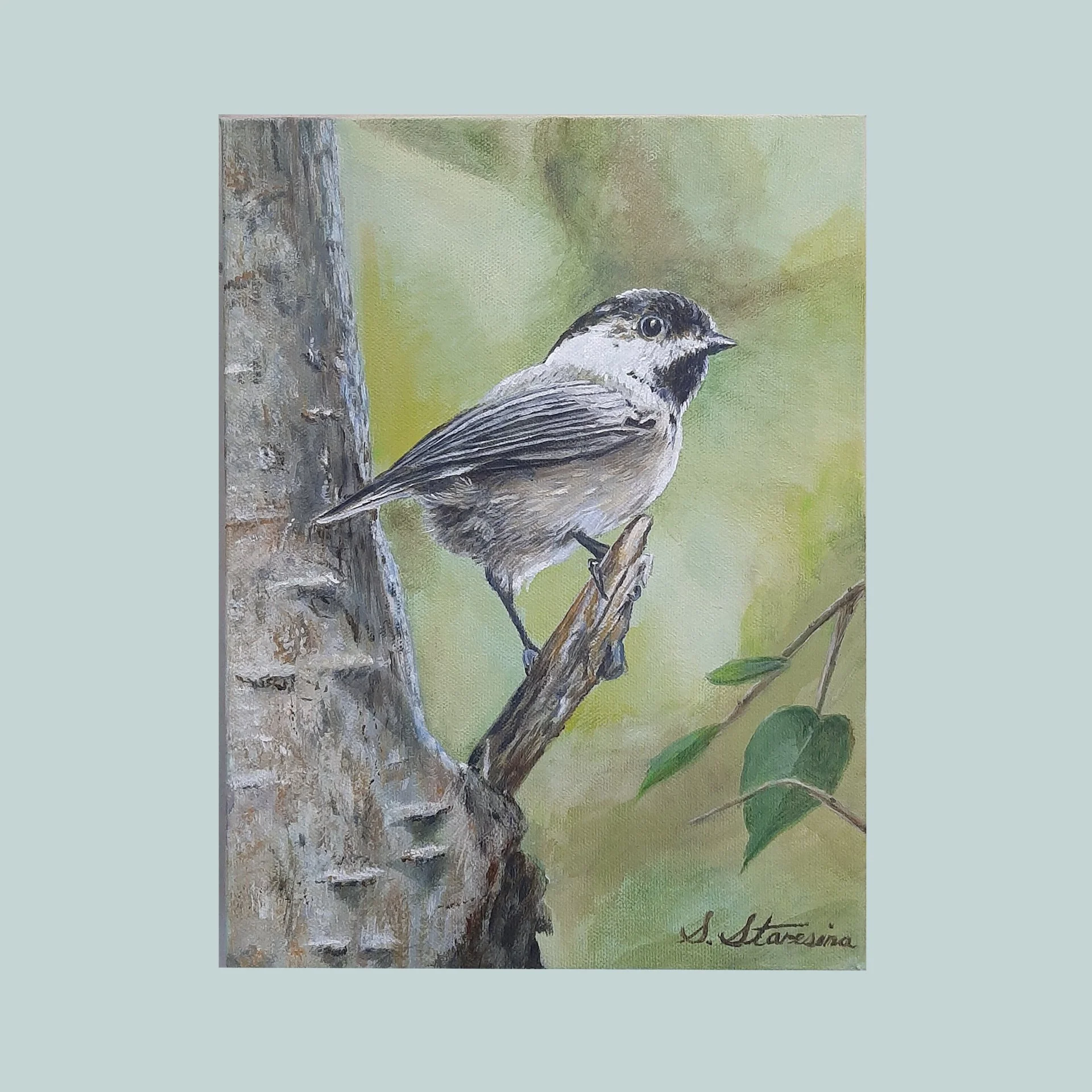 Black-capped Chickadee