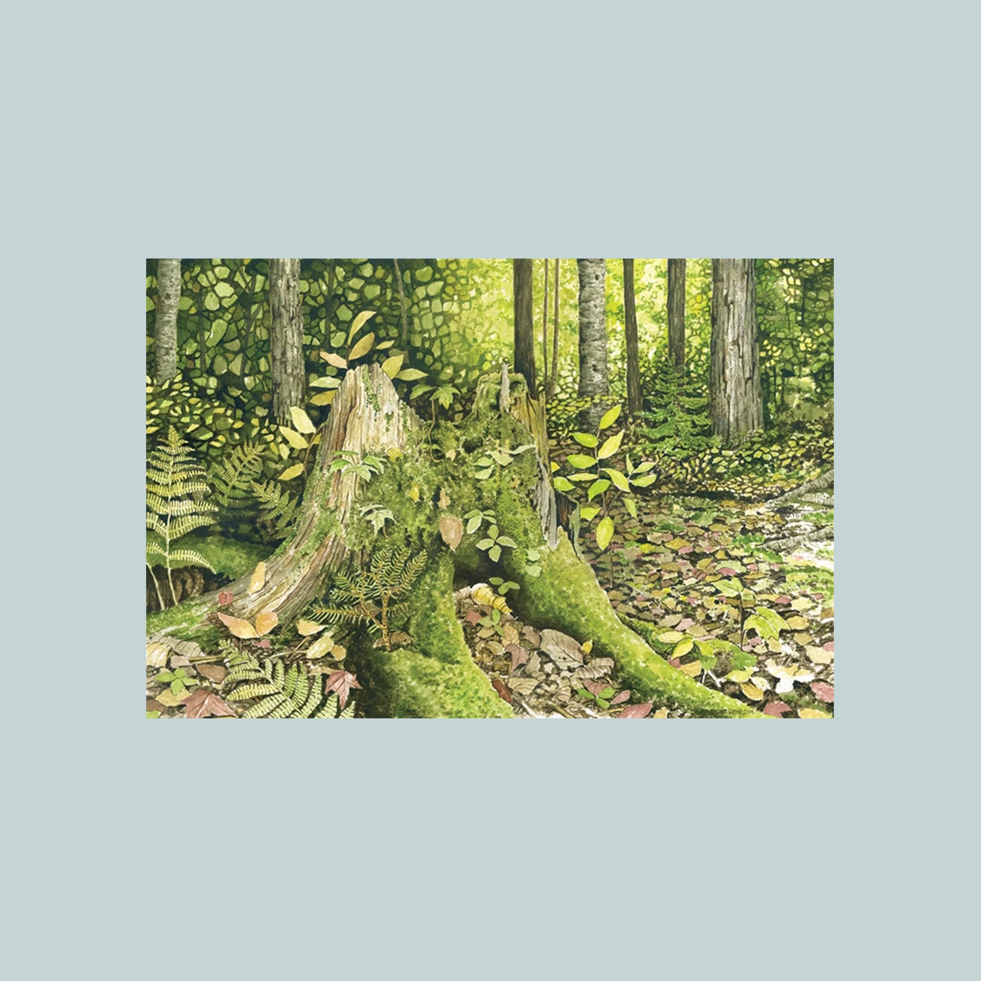 SG000837 - Fundy Stump.jpg