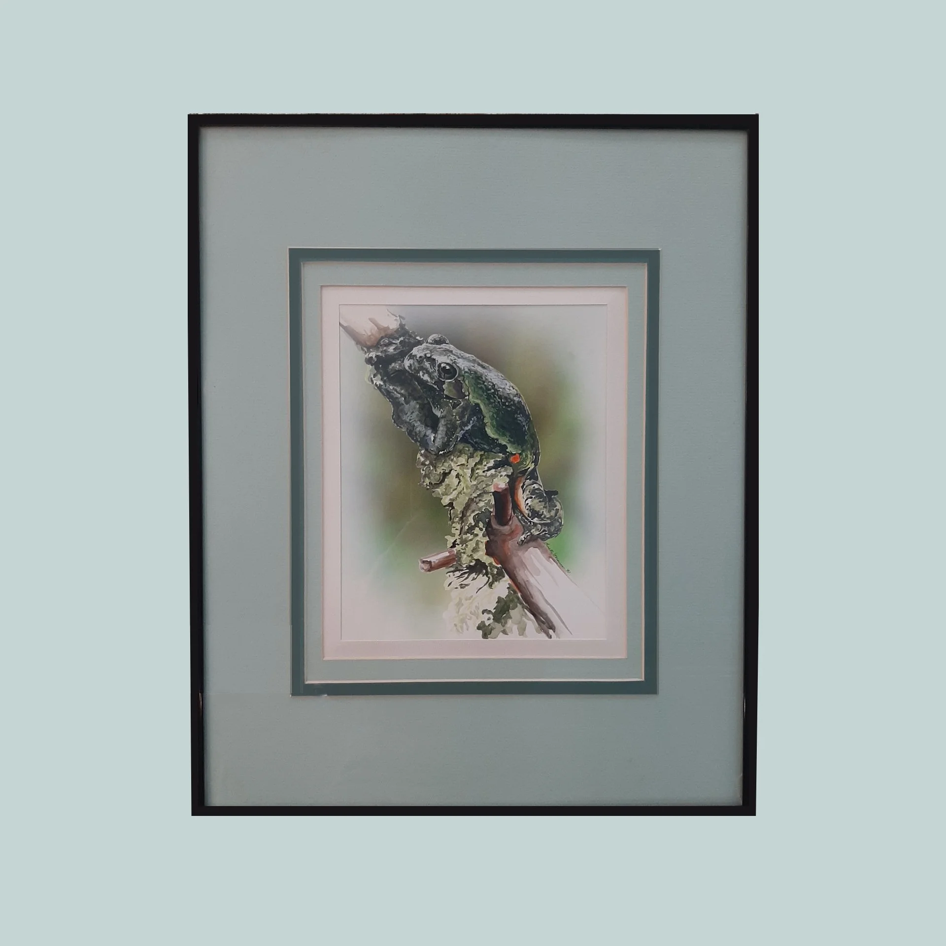 Grey Tree Frog Study