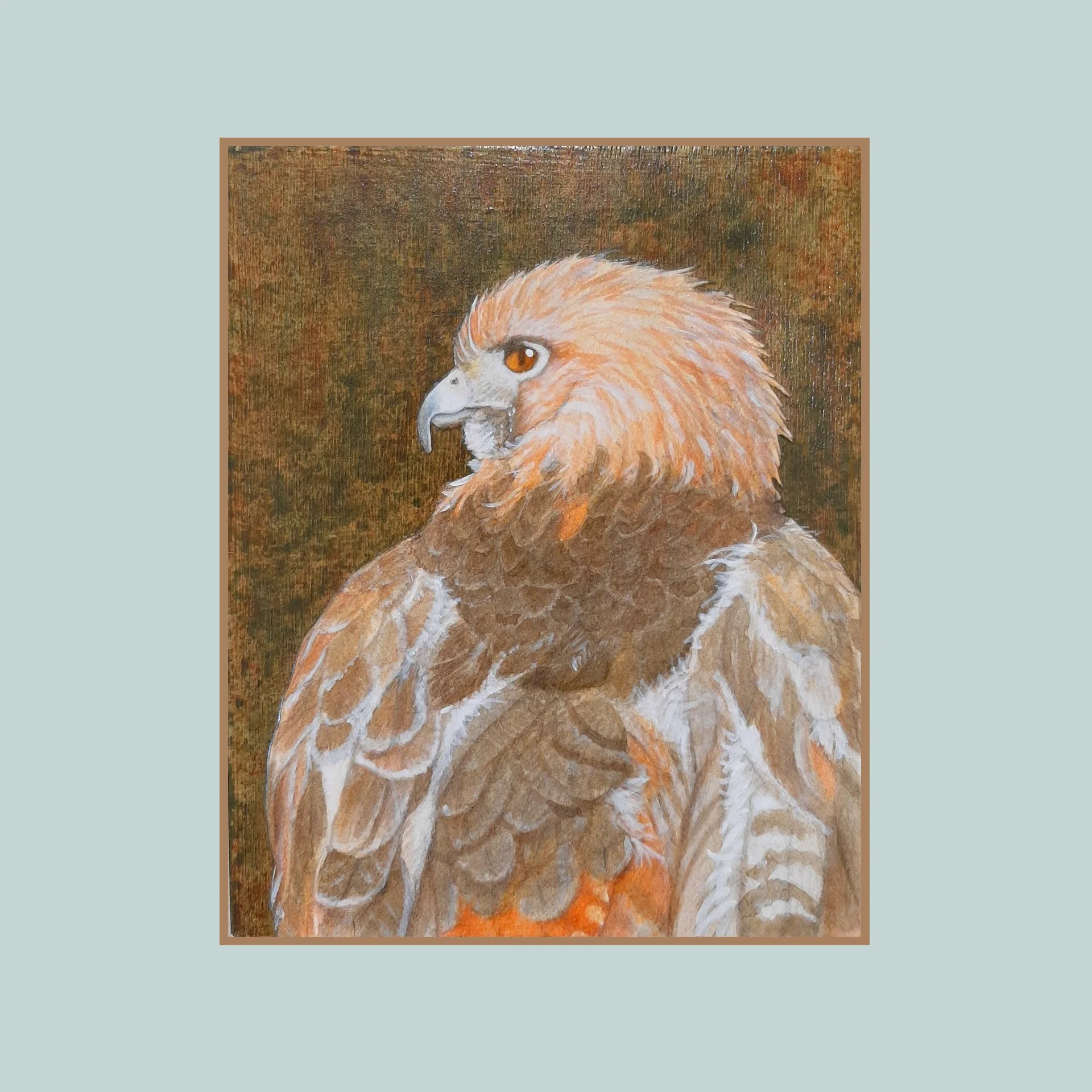 SG000752 - Red-tailed Hawk Study II.jpg