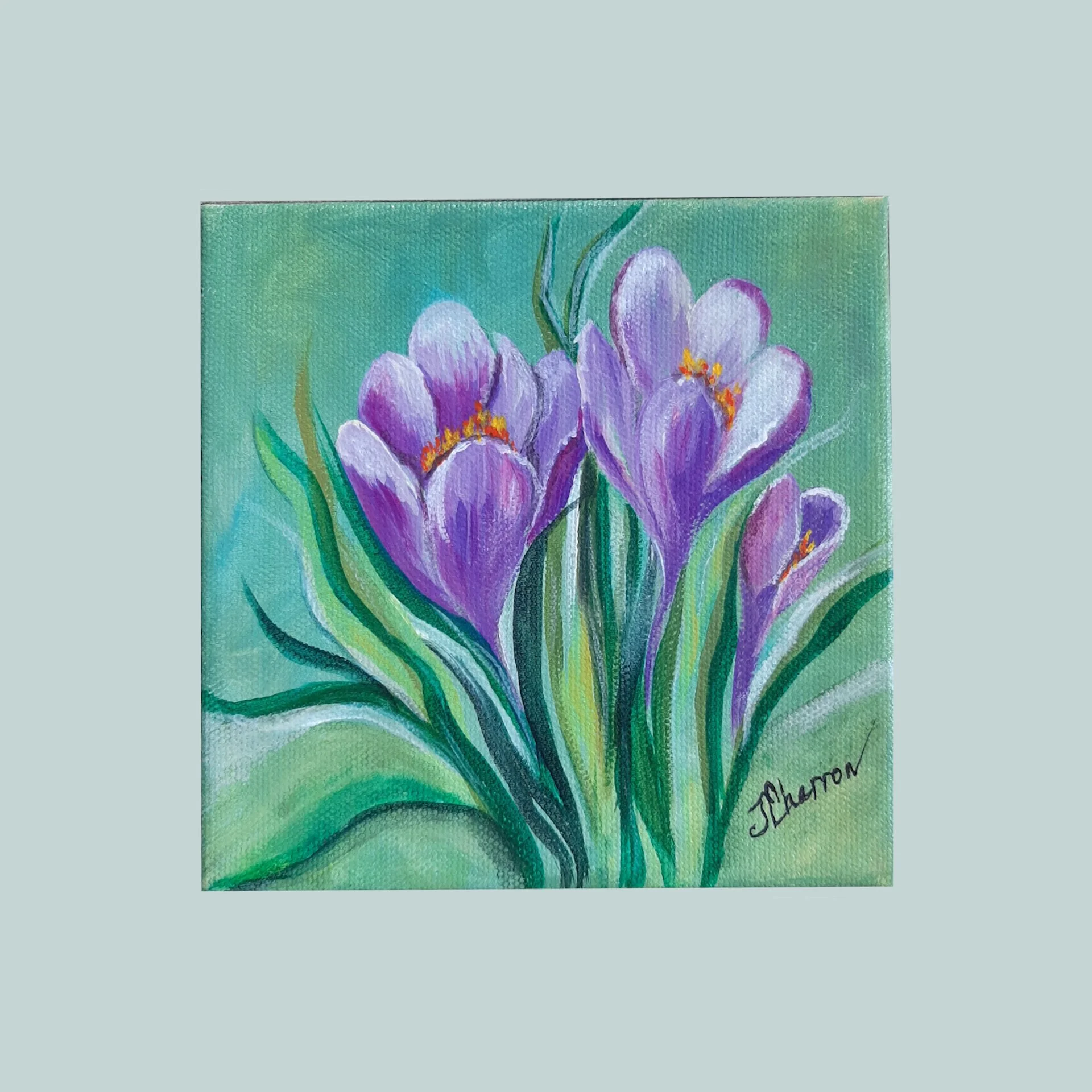 SG000489 - Crocus.jpg