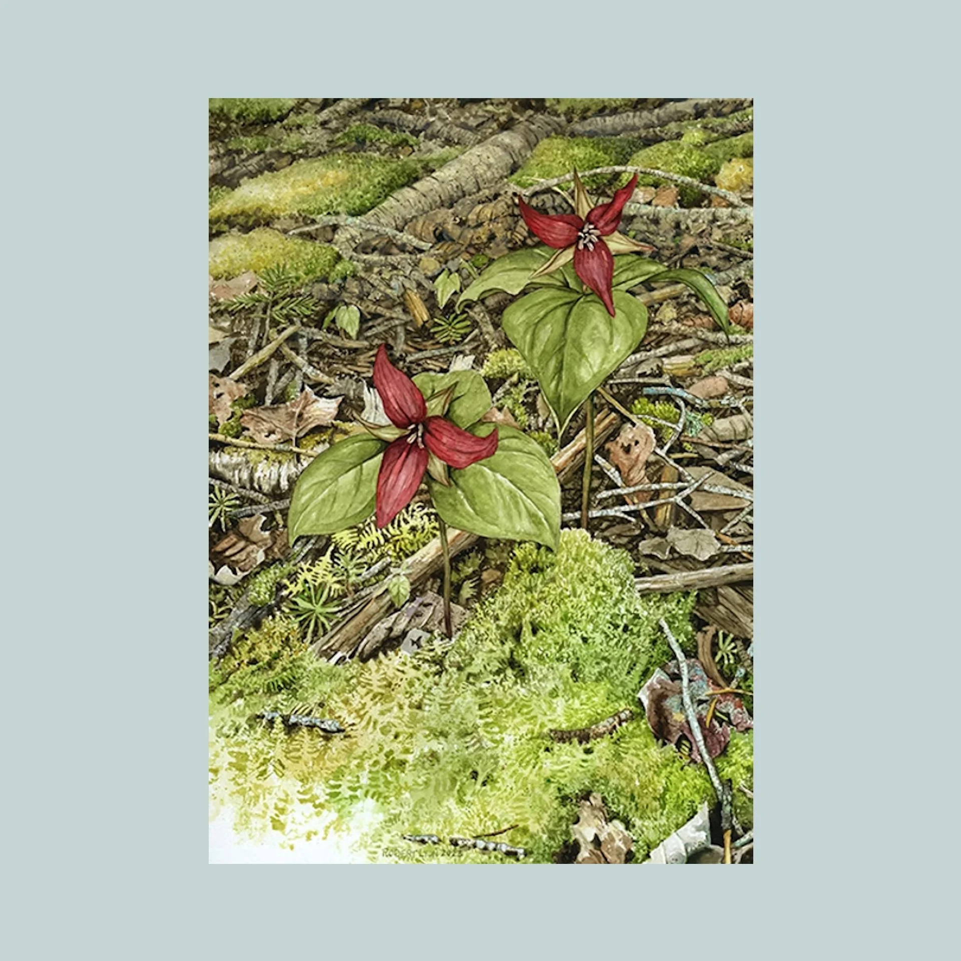 SG000832 - Red Trilliums.jpg