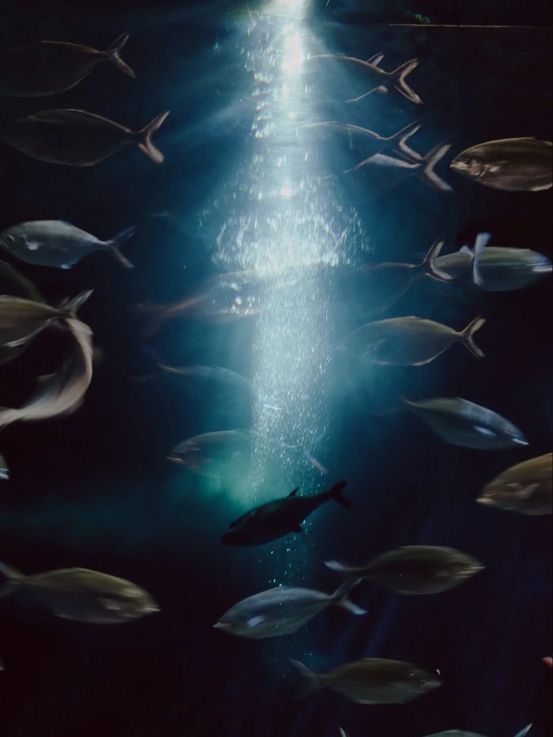 Underwater flow 💙 a silent fotowalk @oceanariodelisboa &ldquo;Stop &amp; listen. Nature is a great teacher. Live simply.&rdquo; I love this place. ✨ #antjebragaphoto #fotowalkandtalk #silentphotography #underwaterlove