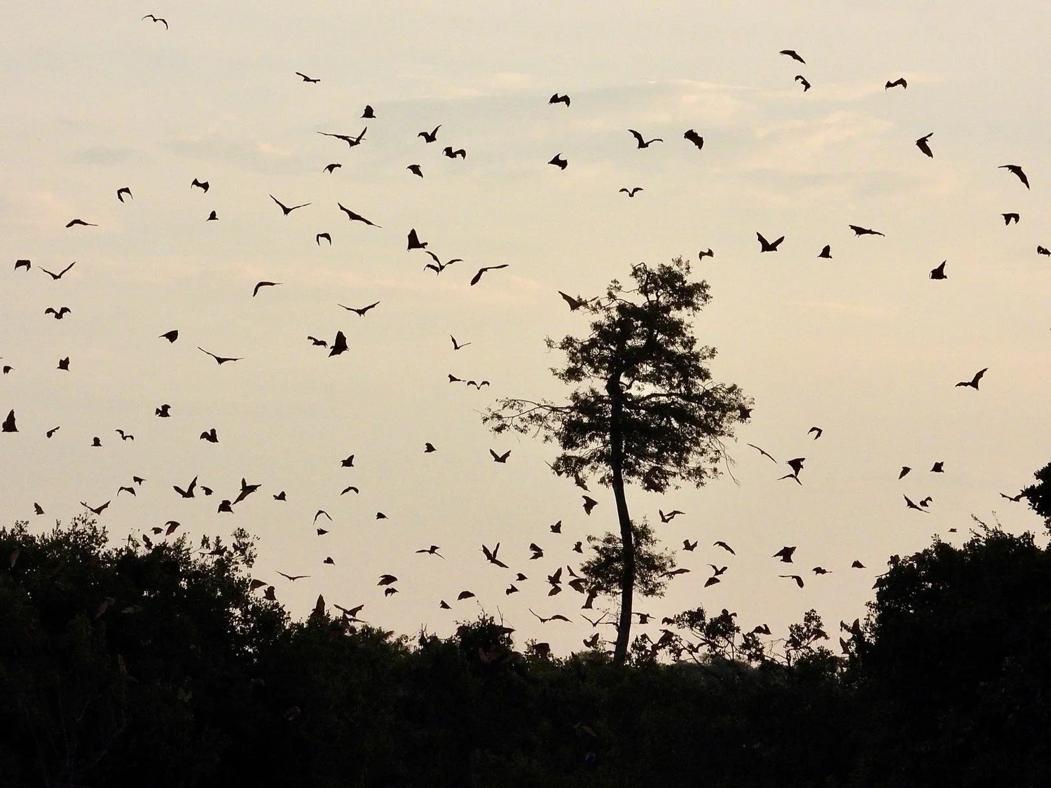 Straw Coloured Fruit Bat Migration — The 7 Wildlife Wonders