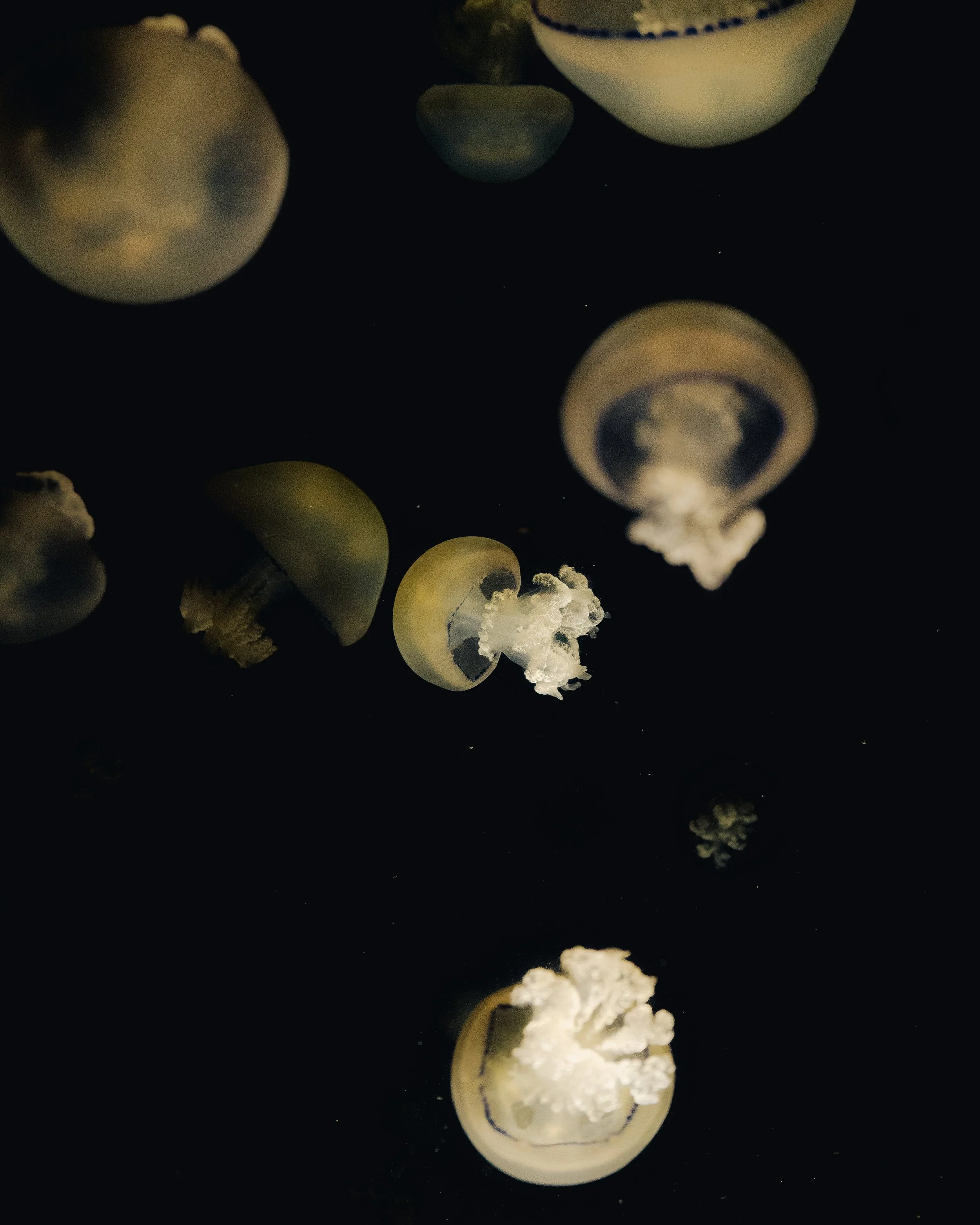 Multiple jellyfish floating in dark water, with some illuminated by faint light.