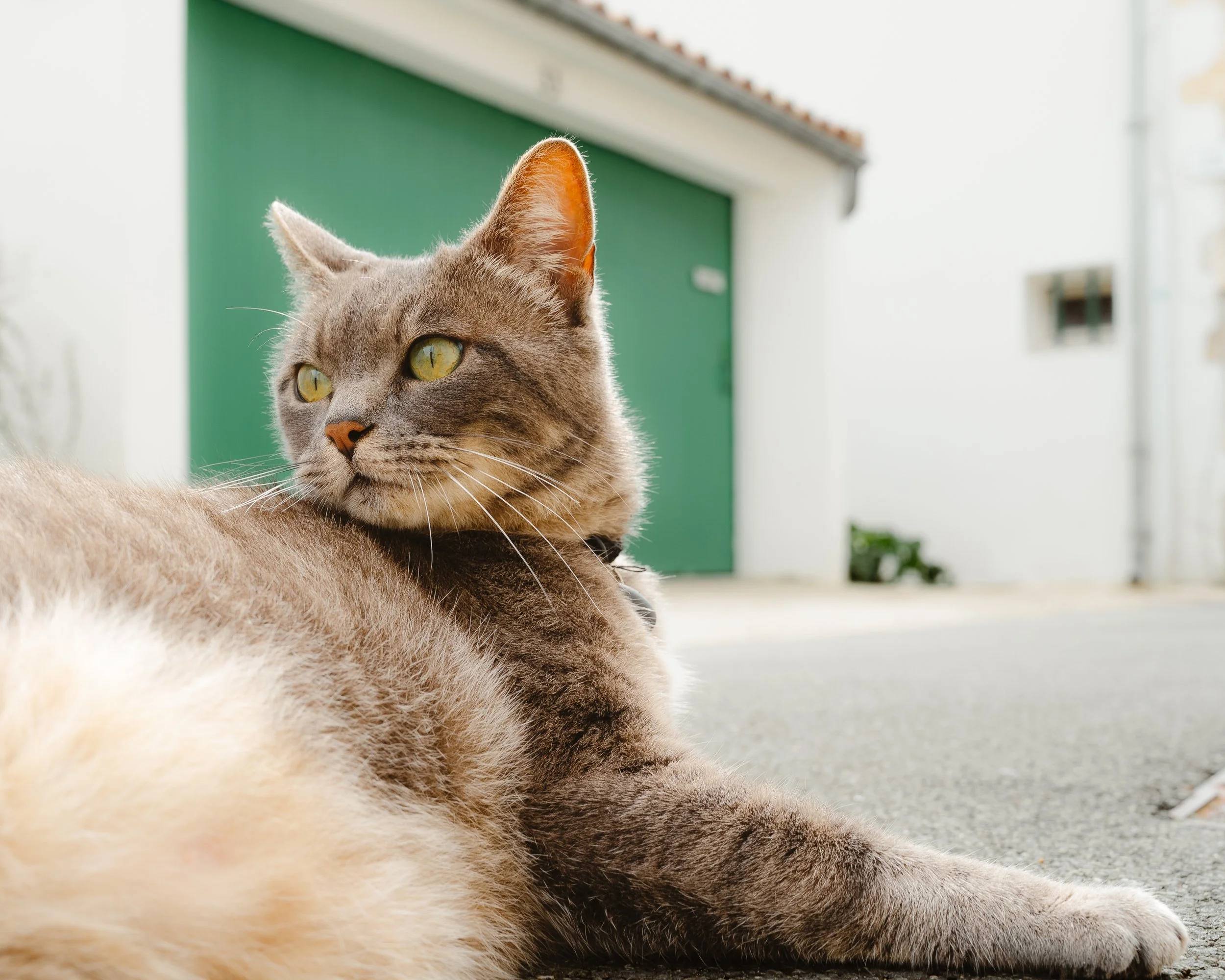 A gray cat with yellow eyes lying on the ground outside near a building with a green garage door.