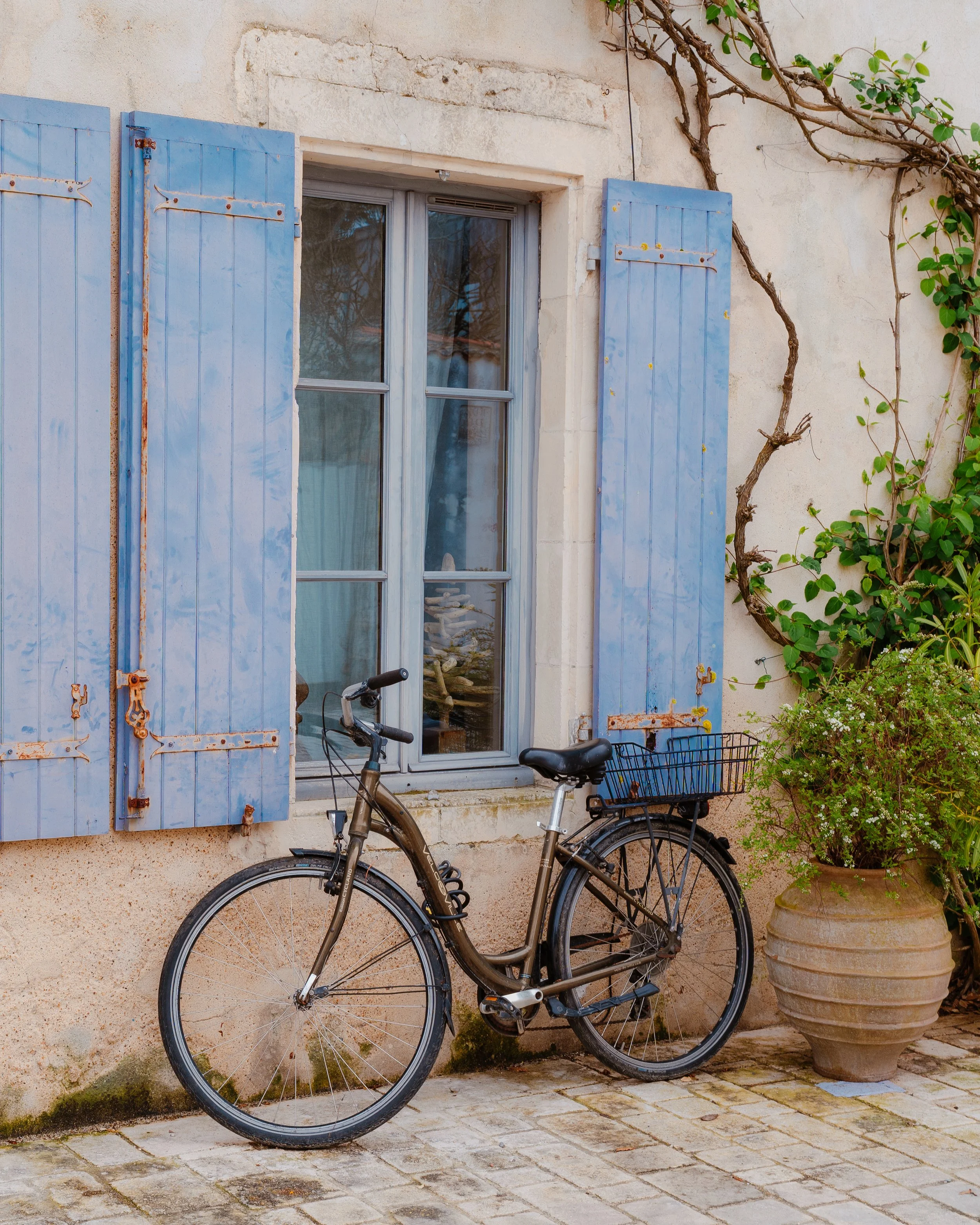 A bicycle parked in front of a house with light blue wooden shutters and a window, next to a large potted plant.
