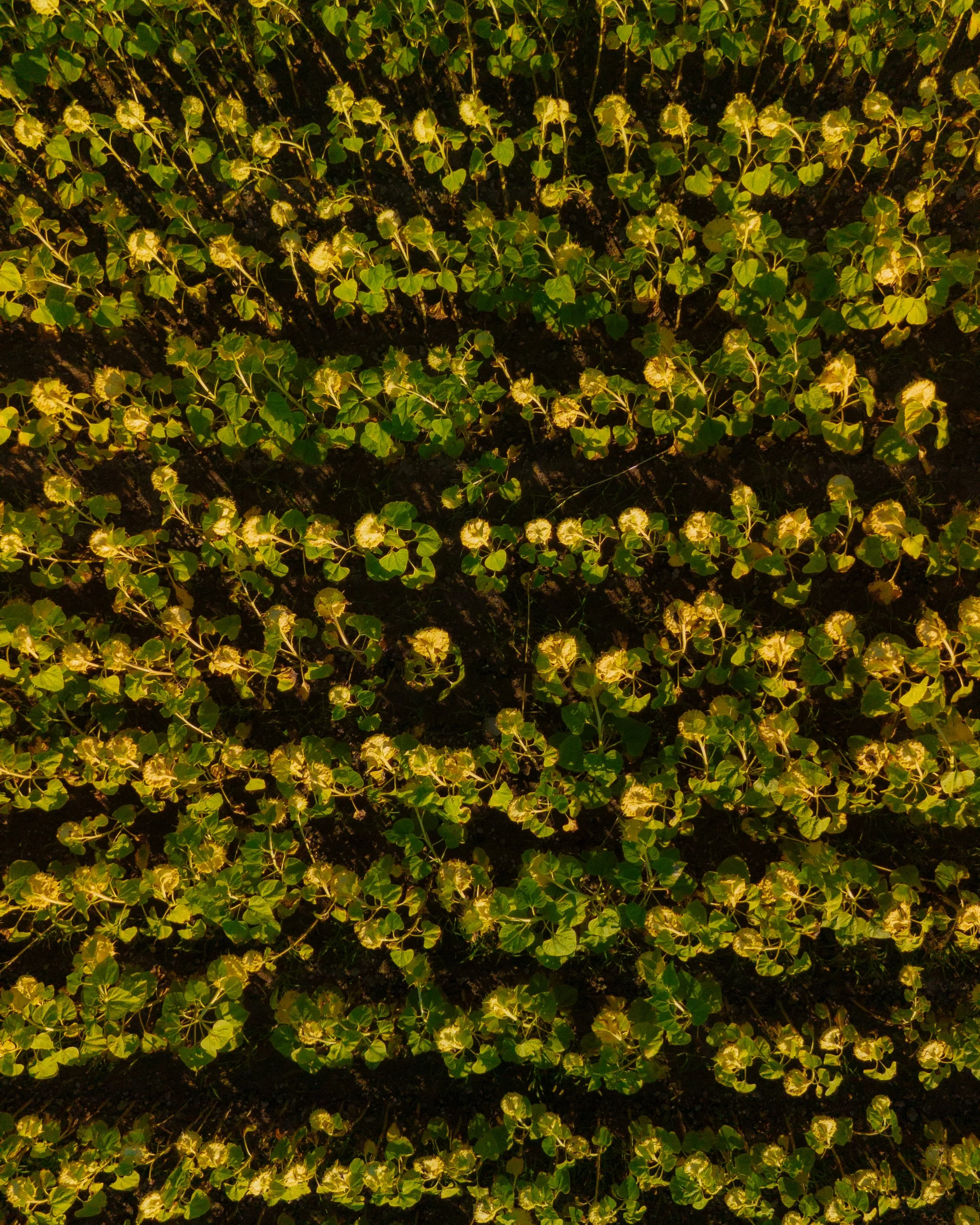 Close-up aerial view of green and yellow leaves on a vine-covered surface.