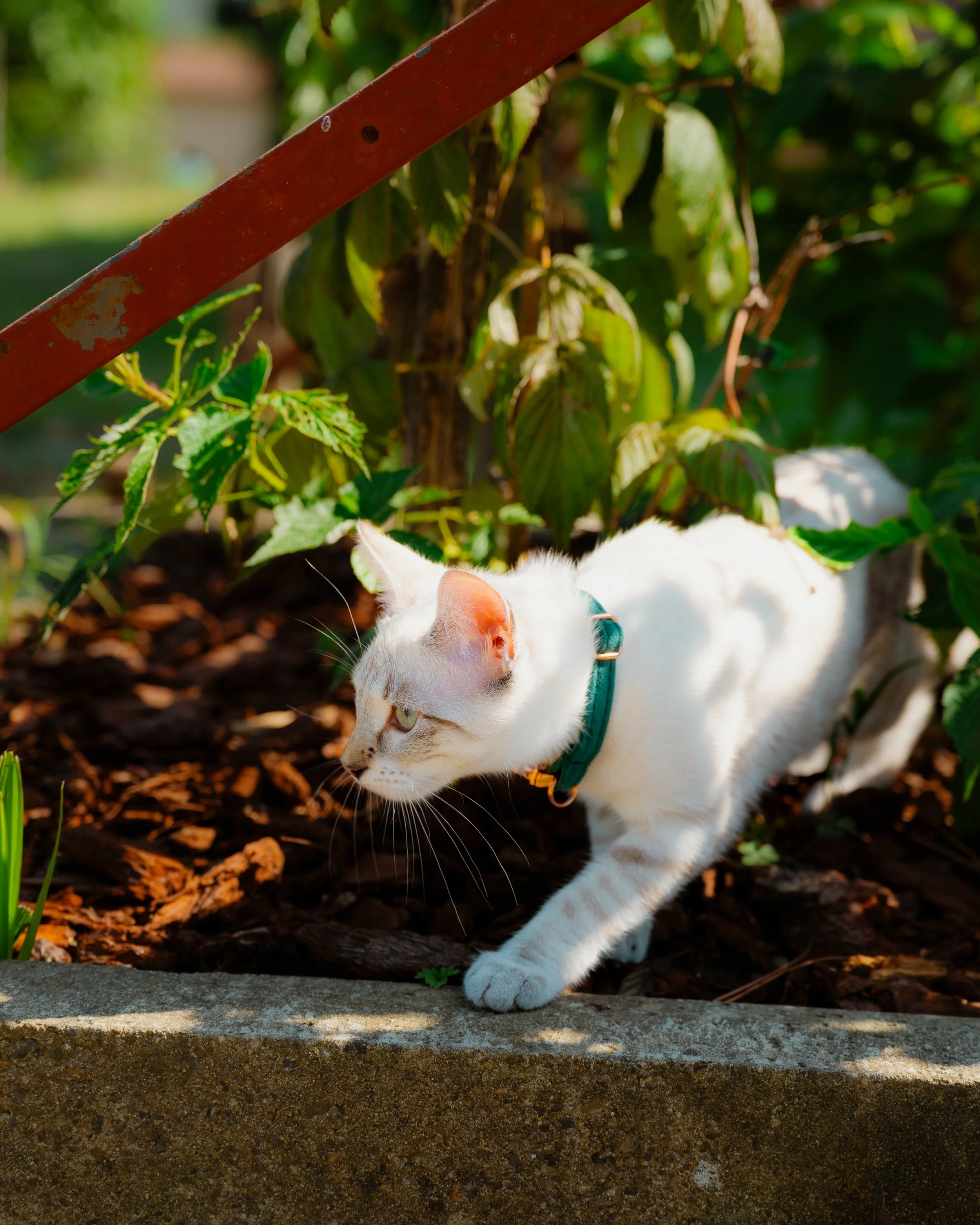 A white cat with a teal collar walking along a garden bed with green plants and mulch, sunlight shining on its fur.