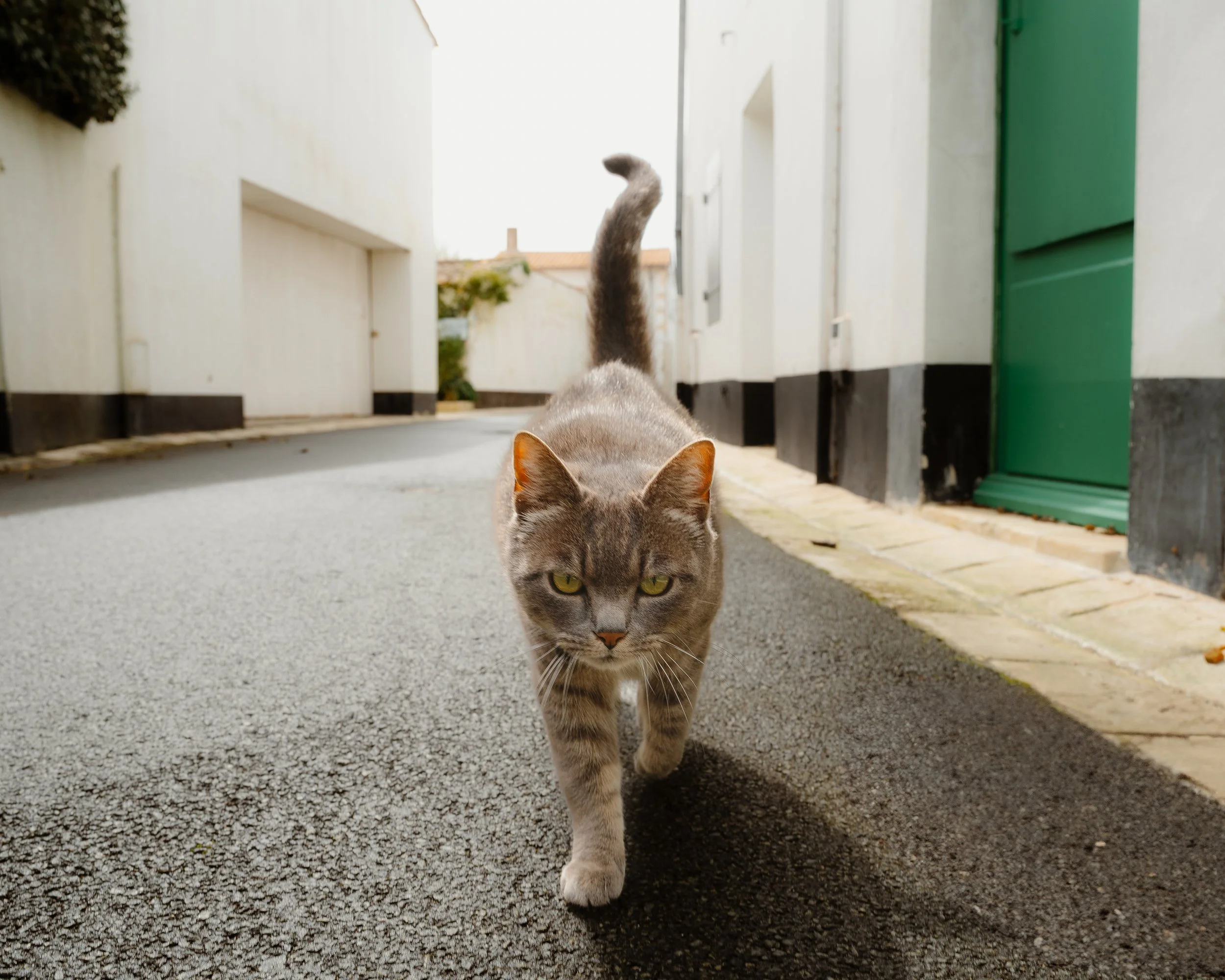 Gray tabby cat walking down an alleyway with white walls and a green door, looking directly at the camera.