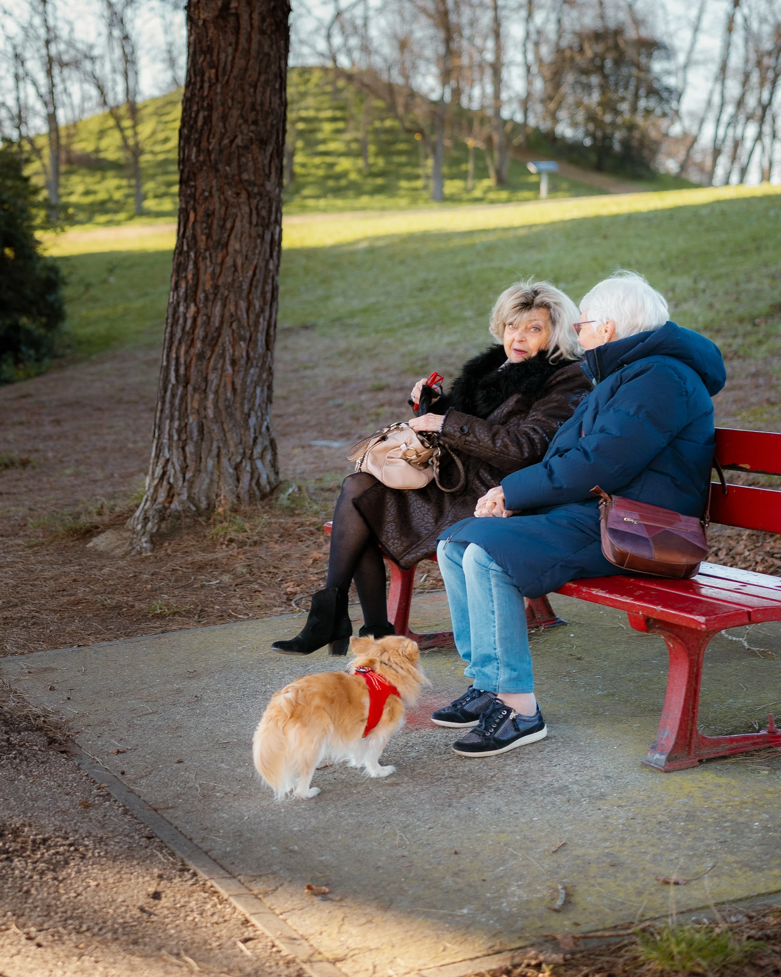 An elderly woman and man sit on a red park bench in a wooded area, engaged in conversation, with a small dog wearing a red harness standing on the ground nearby.