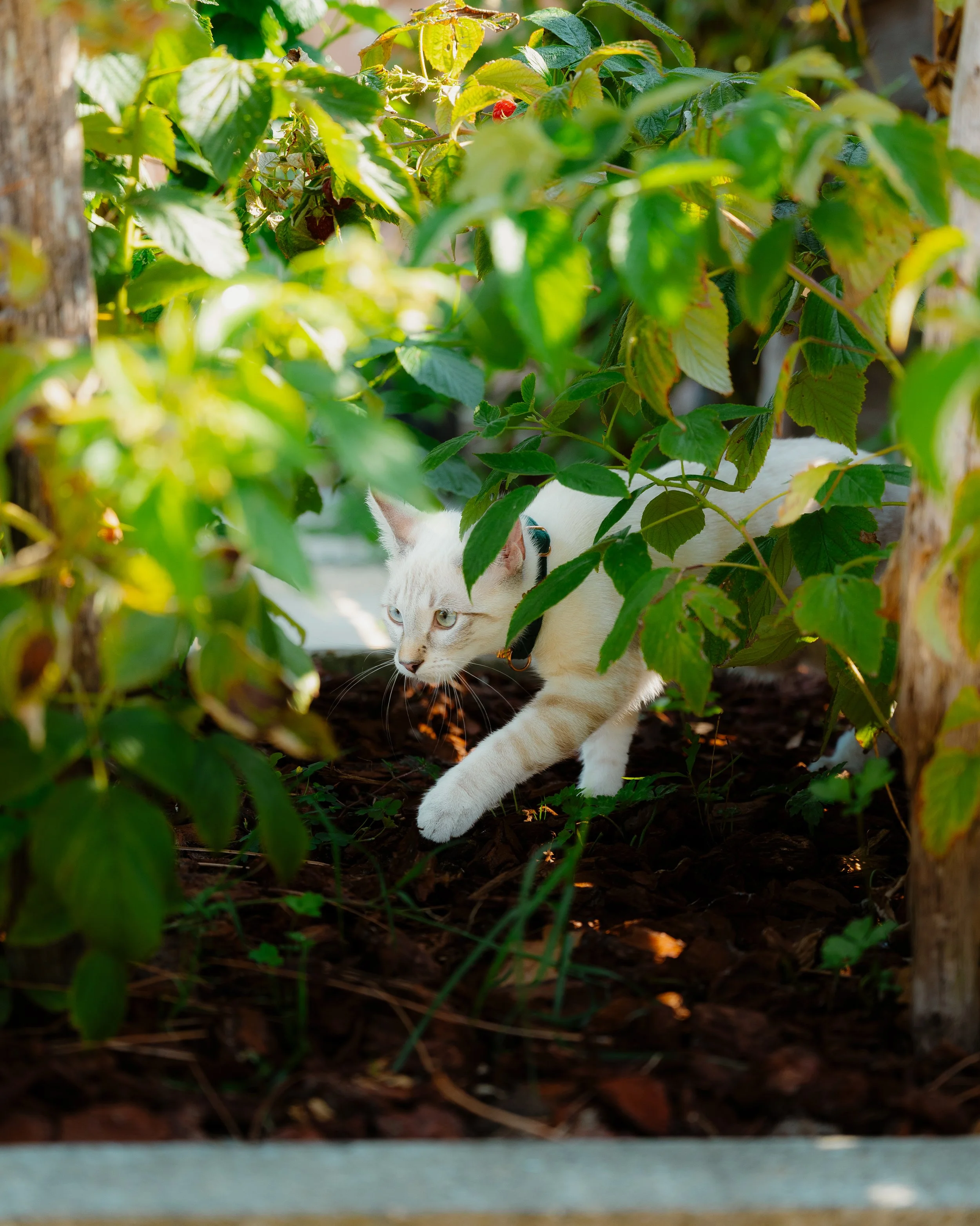 A white cat with blue eyes and a collar is crouching and hiding among green bushes and plants, partially visible while exploring on the ground.