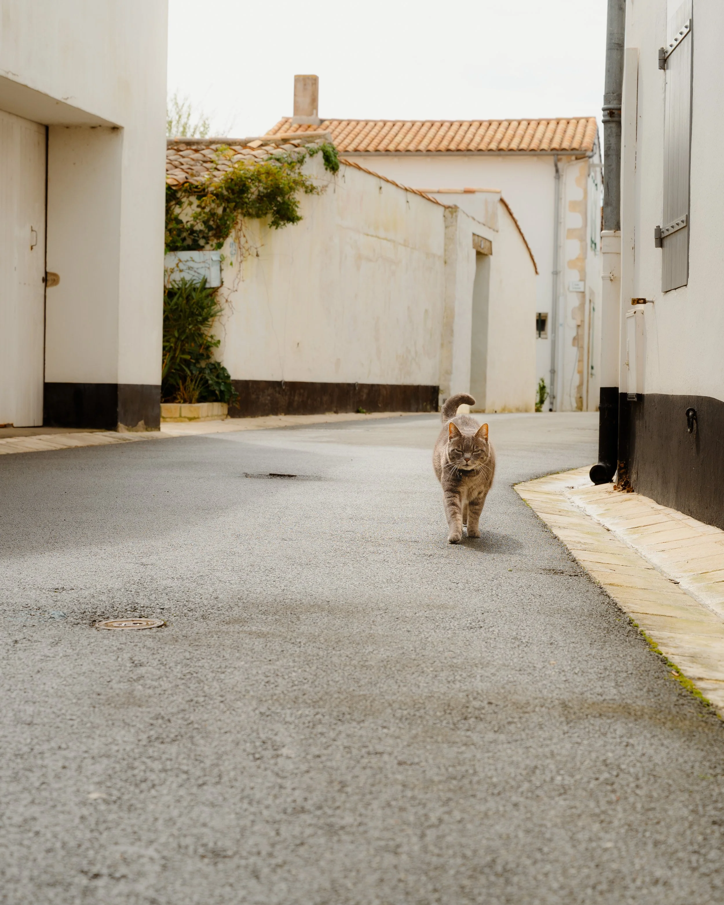 A gray tabby cat walking on a quiet residential street with white and beige buildings and some greenery in the background.