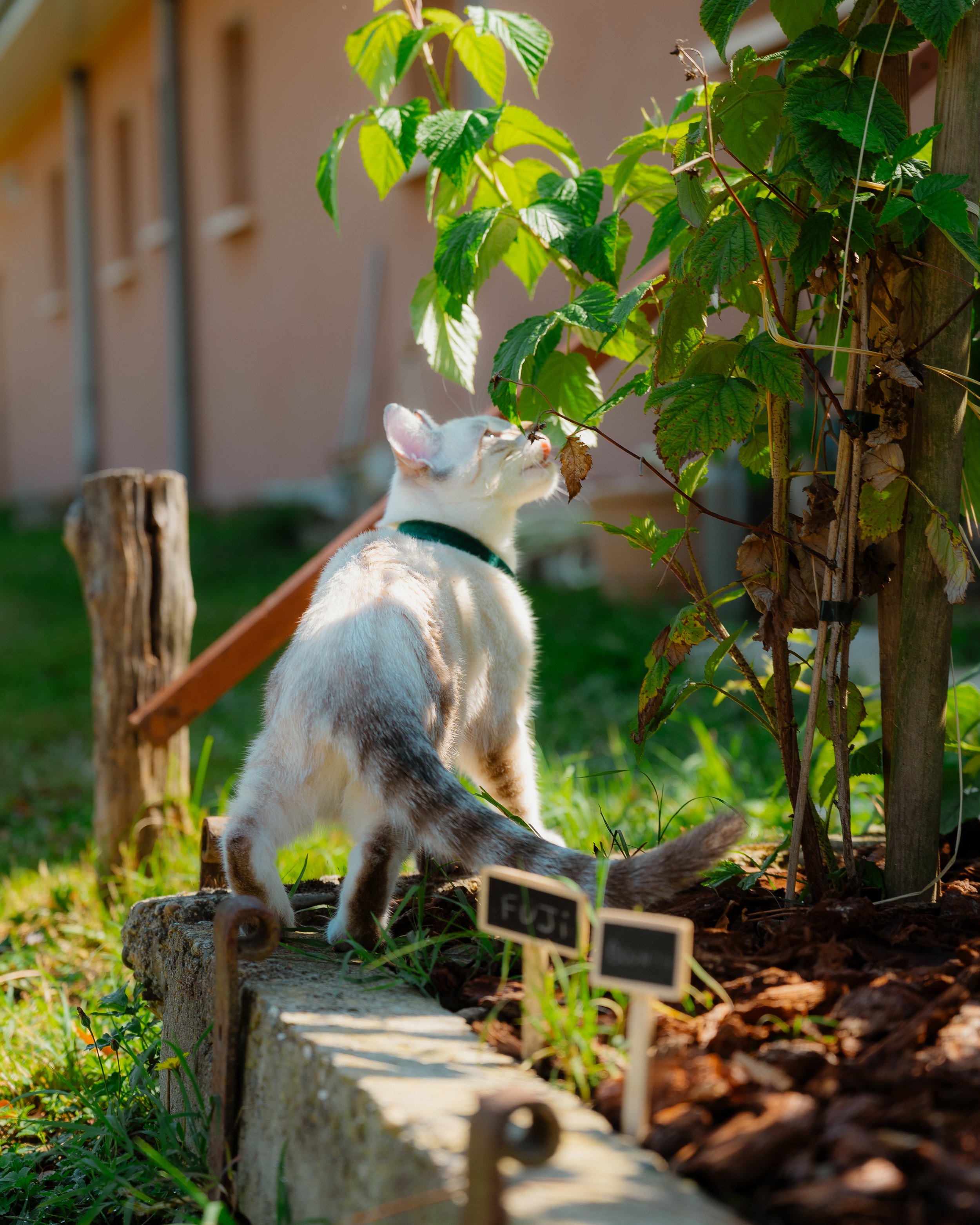 A white and gray cat with a black collar sniffing green leaves on a vine growing on a wooden support, in a garden with a blurred house in the background.