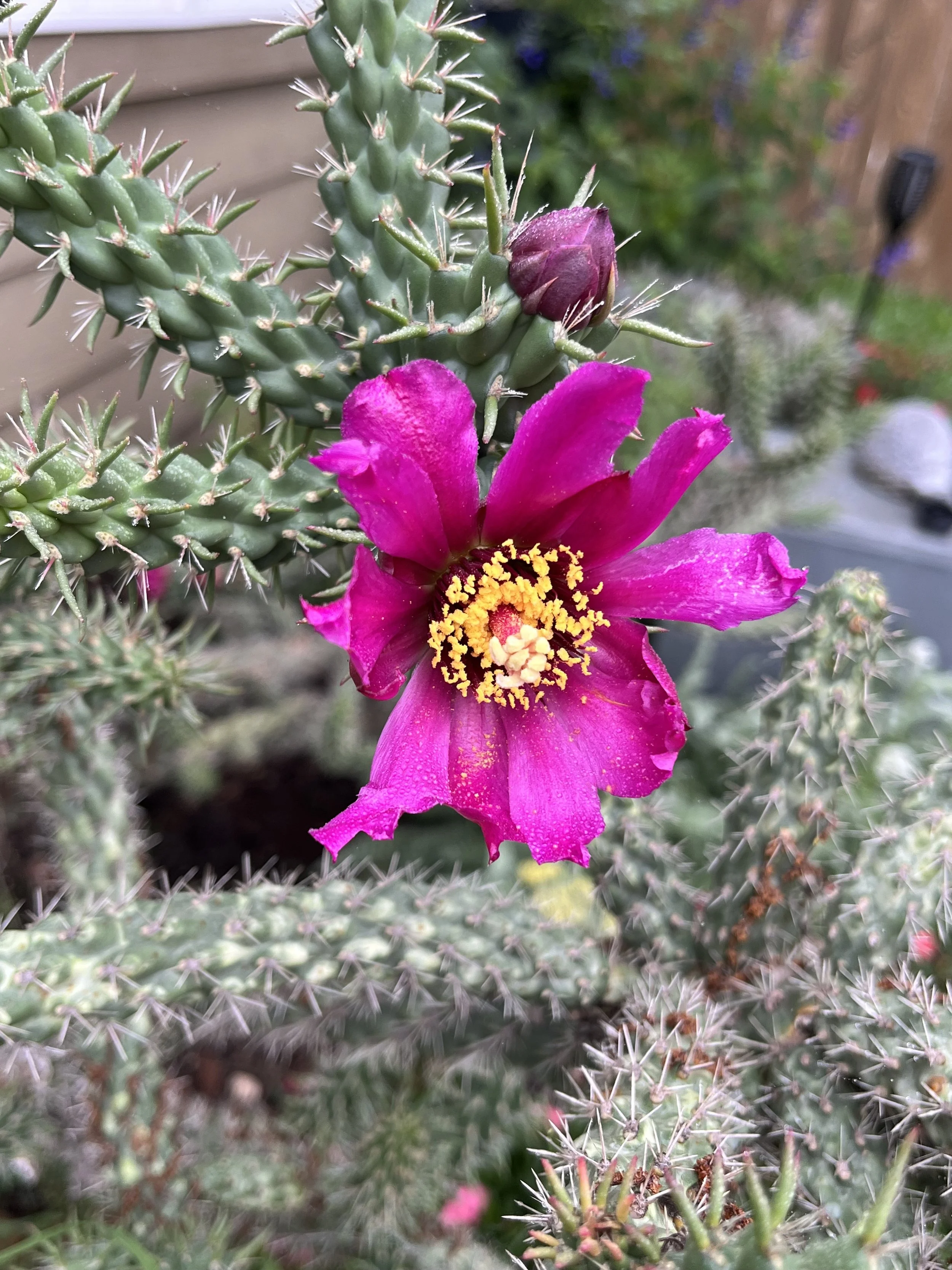 IMG_6499.jpeg