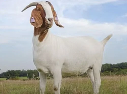 BOER-GOATS.jpg