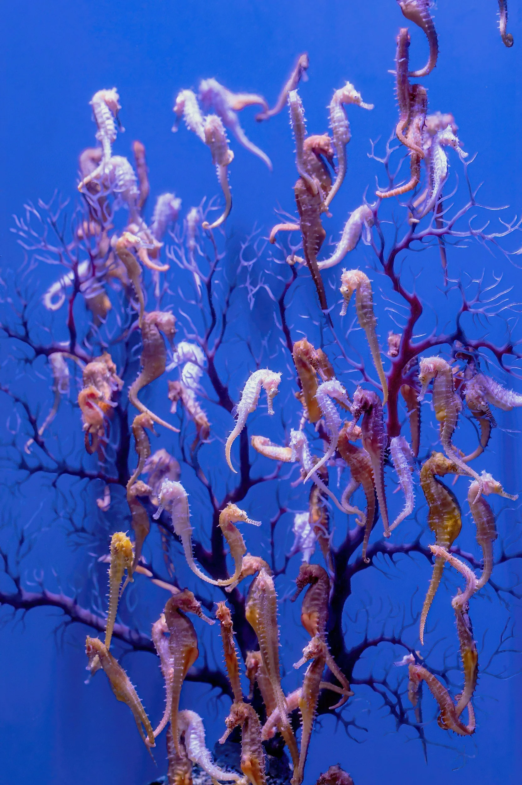 A group of seahorses clustered on underwater coral with blue water background.