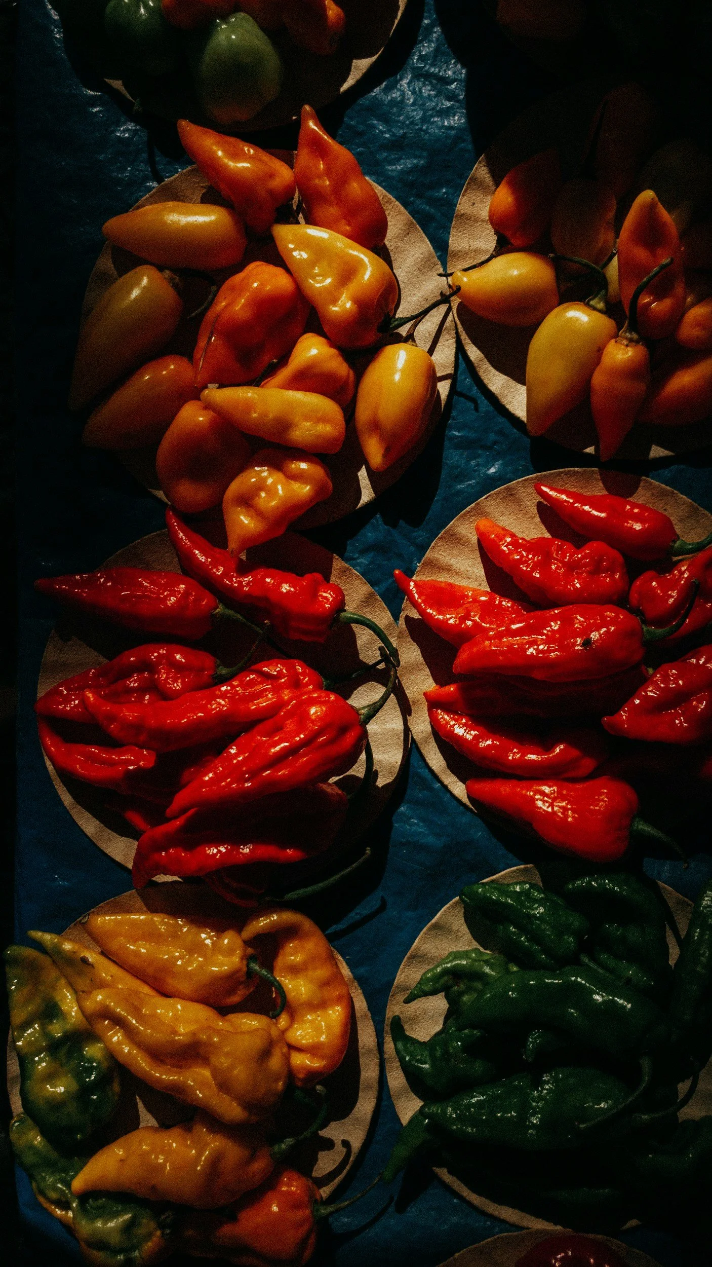 Assorted habanero peppers in various colors including red, yellow, green, and orange displayed on small round plates.