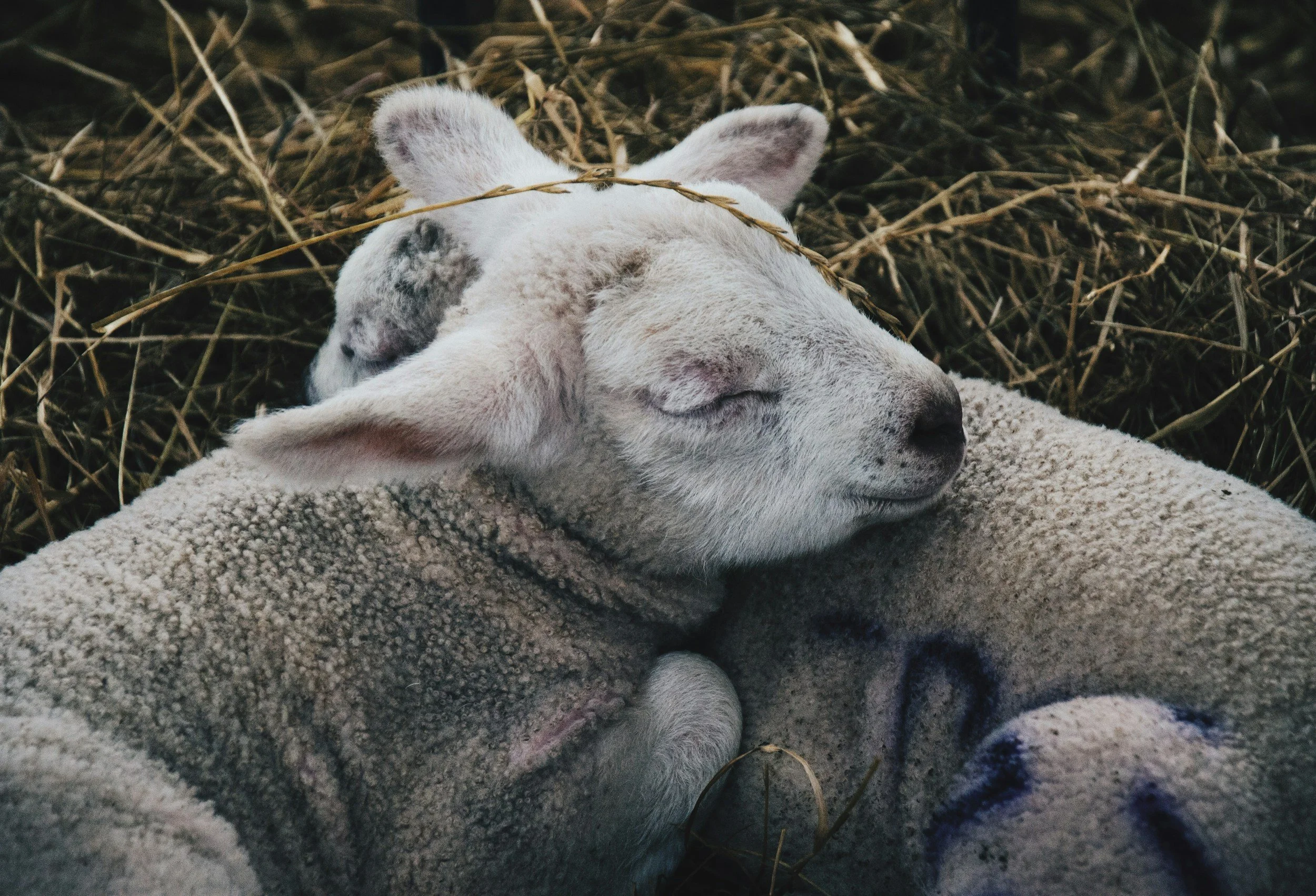 A group of lambs sleeping closely together on a bed of straw, with one lamb resting its head on another, showing a peaceful scene of young sheep.