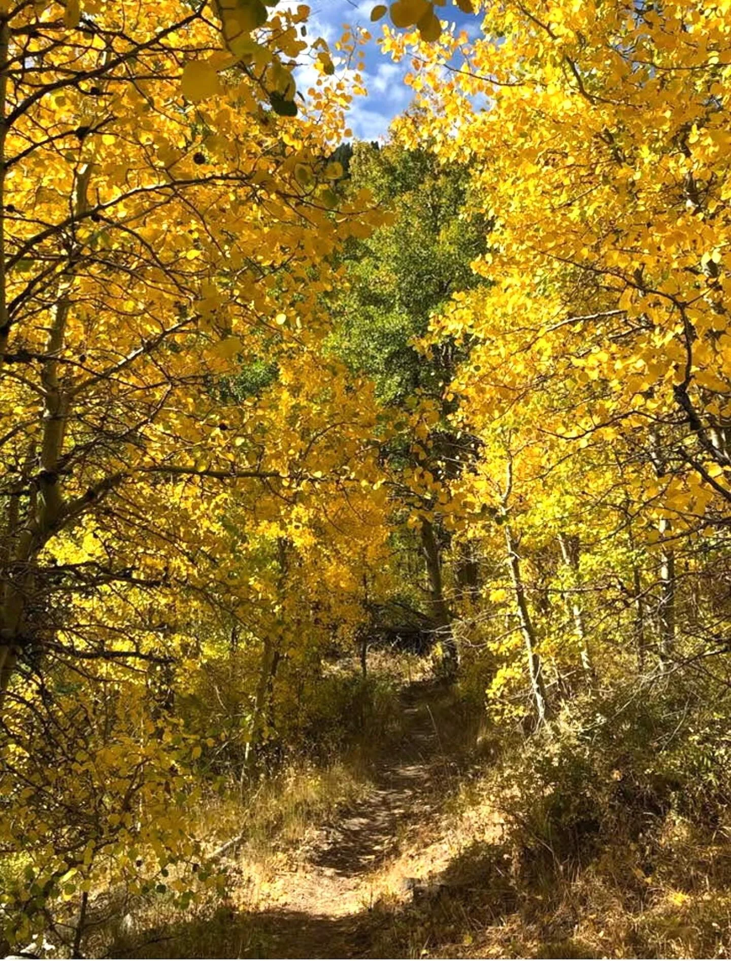 “You (Lord) have made known to me the paths of life; you will fill me with joy in your presence.’”
Acts 2:28 NIV
