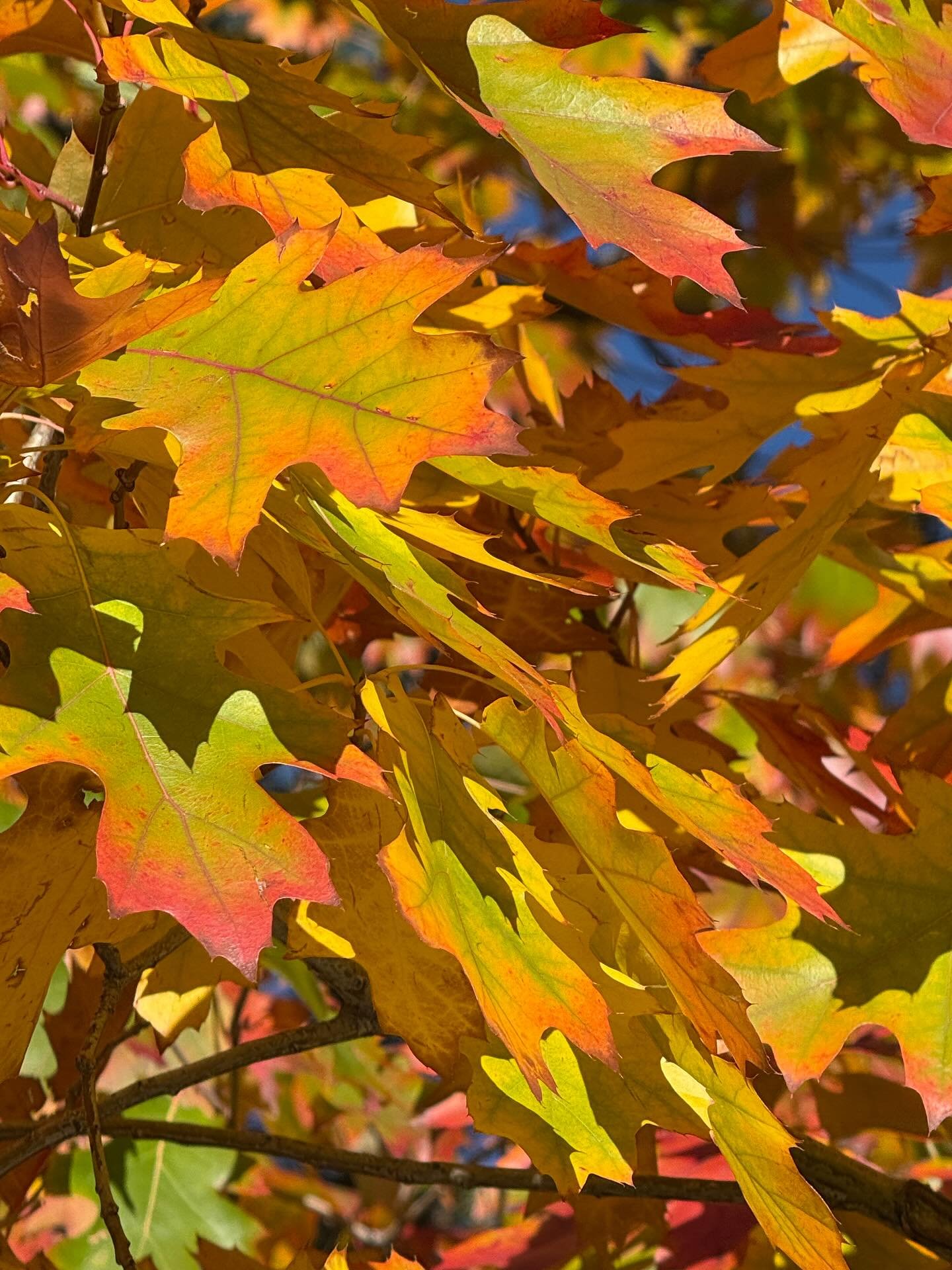 &ldquo;For God, who said, &ldquo;Let light shine out of darkness,&rdquo; made his light shine in our hearts to give us the light of the knowledge of God&rsquo;s glory displayed in the face of Christ.&rdquo;
‭‭2 Corinthians‬ ‭4‬:‭6‬ ‭NIV‬‬