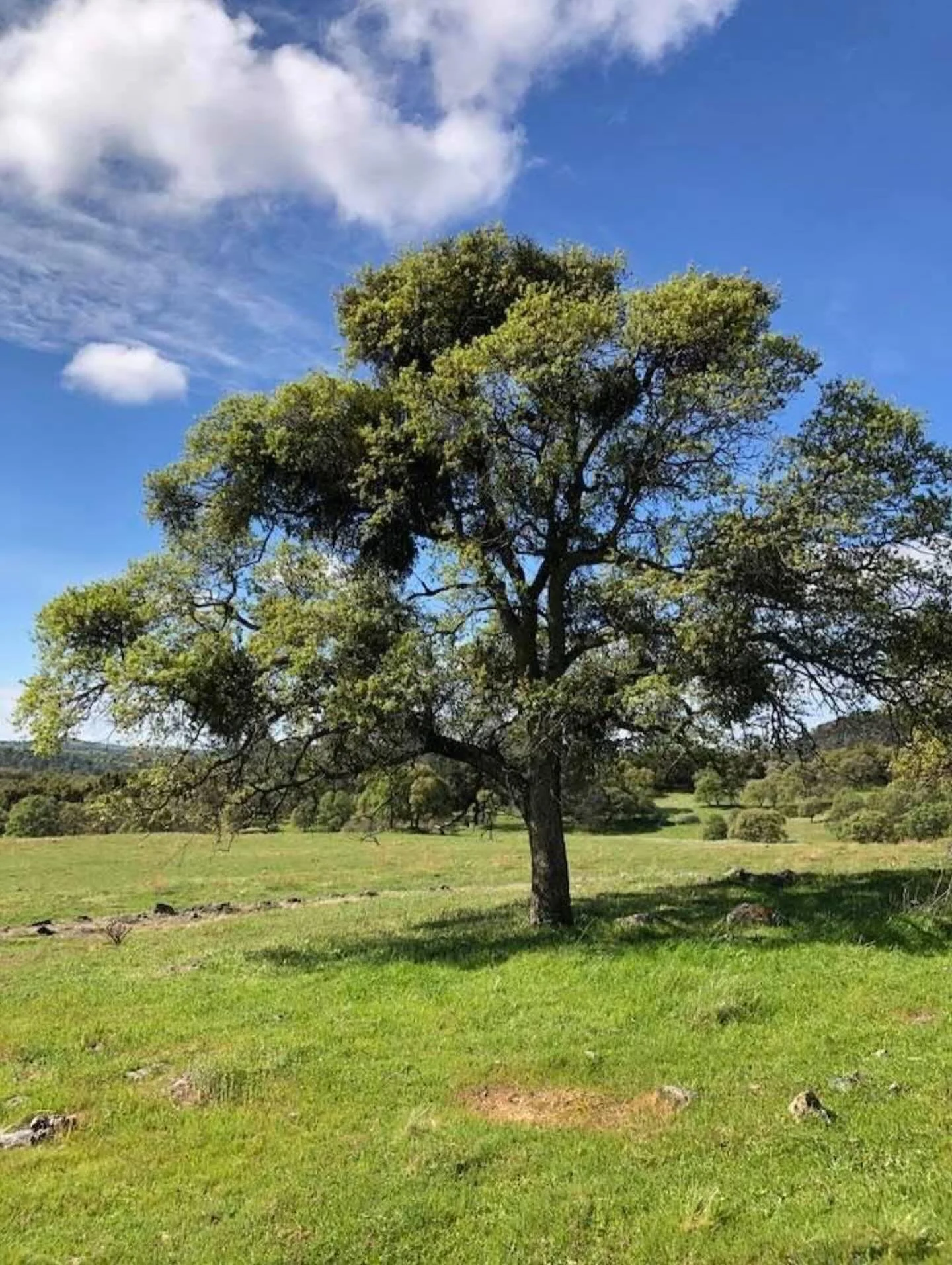 &ldquo;Gentle words are a tree of life&rdquo;
‭‭Proverbs‬ ‭15‬:‭4‬ ‭(a) NLT‬