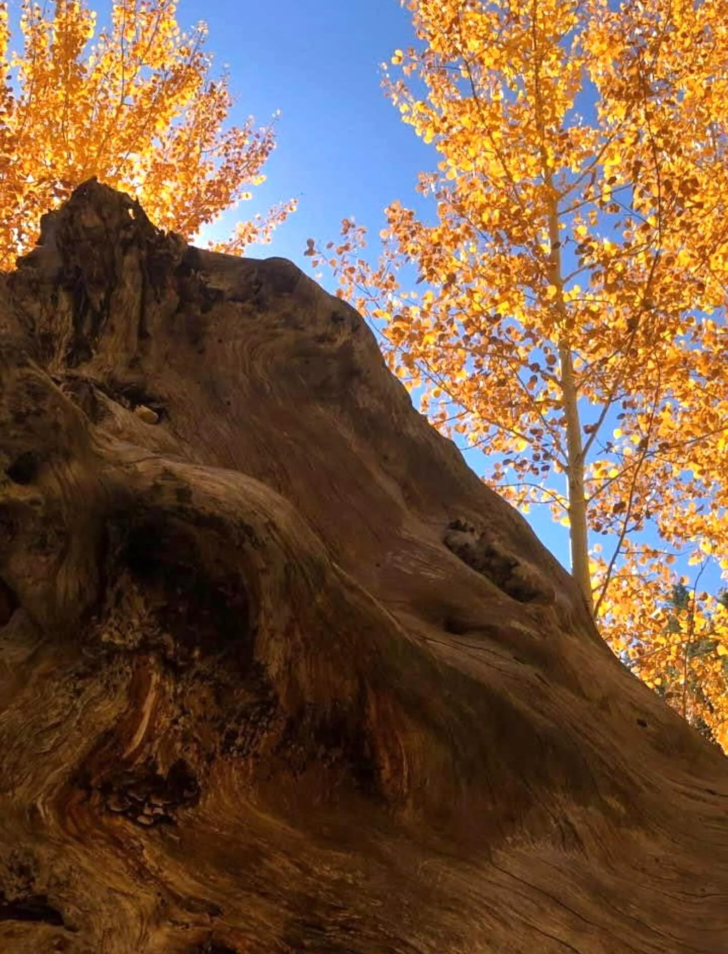 &ldquo;lBut you (Lord) are the same, and your years will have no end.&rdquo;&rdquo;
‭‭Hebrews‬ ‭1‬:‭12‬ ‭(b) ESV‬‬