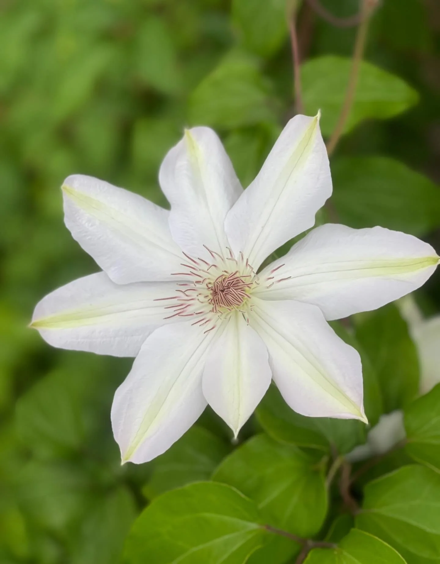 I am the true vine, and my Father is the gardener. He cuts off every branch in me that bears no fruit, while every branch that does bear fruit he prunes so that it will be even more fruitful.  John 15:1-2.  Click link for Daily Inspiration.  https://