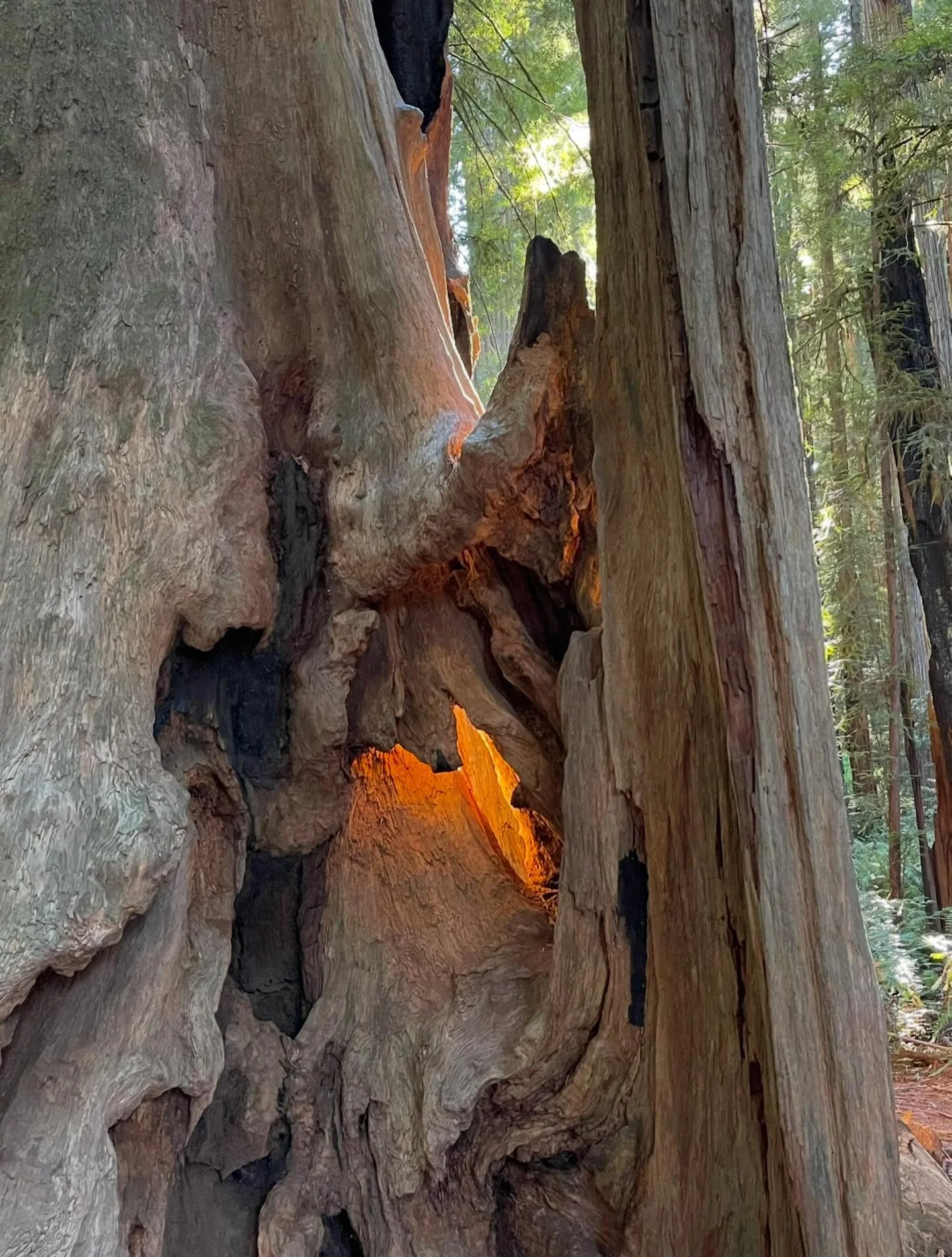 A grove of giant redwoods or sequoias should be kept just as we keep a great and beautiful cathedral.  Theodore Roosevelt.  Listen to this, Job; stop and consider God&rsquo;s wonders.&rdquo;
‭‭Job‬ ‭37‬:‭14‬ ‭NIV‬‬. Click link for more Daily Inspirat