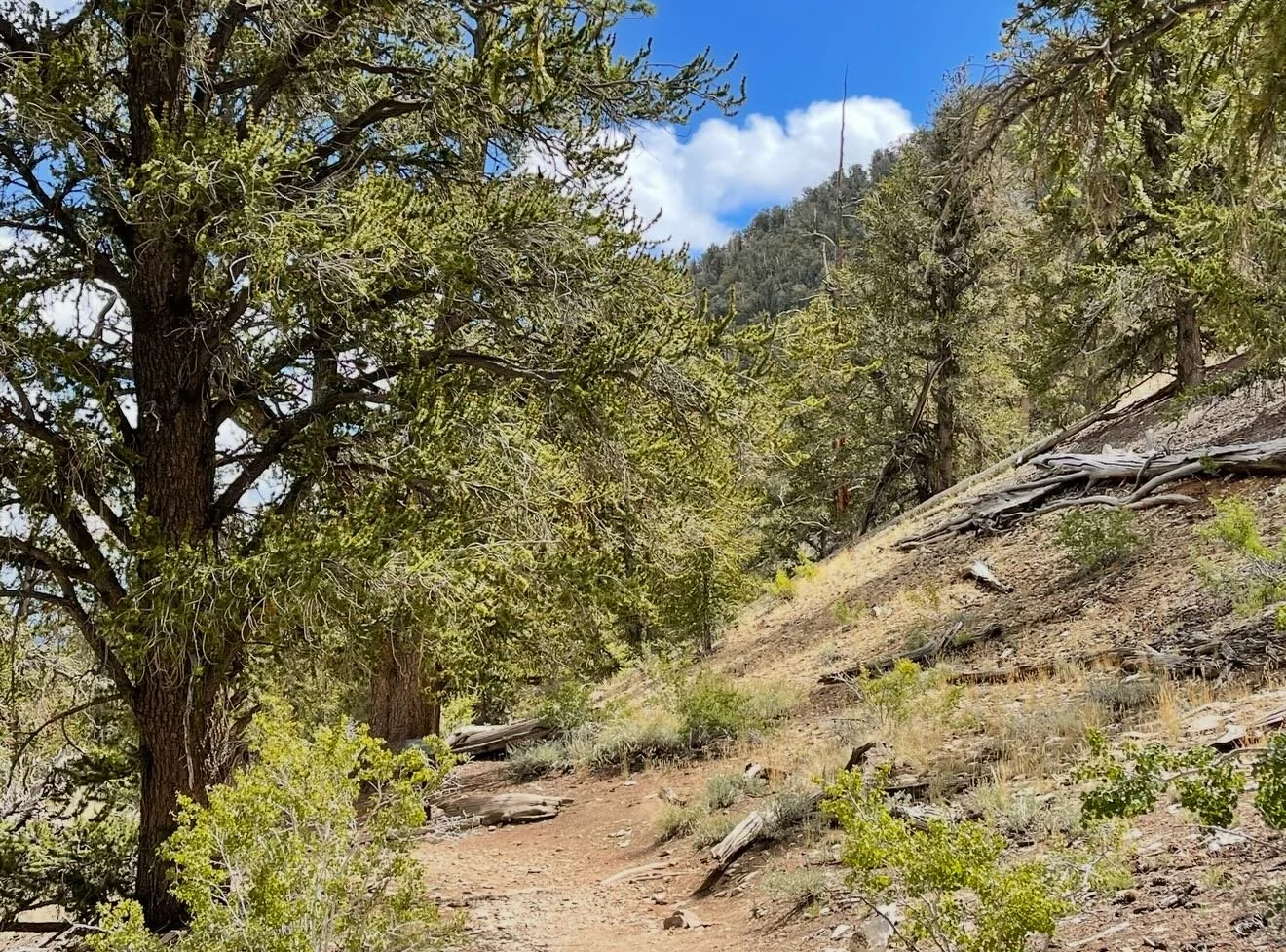 God has cared for these trees, saved them from drought, disease, avalanches, and a thousand tempests and floods. (about redwoods, but also true about bristlecone pines)  John Muir  Click for more Daily Inspiration.  https://www.pathsofjoy.com/blog-1-