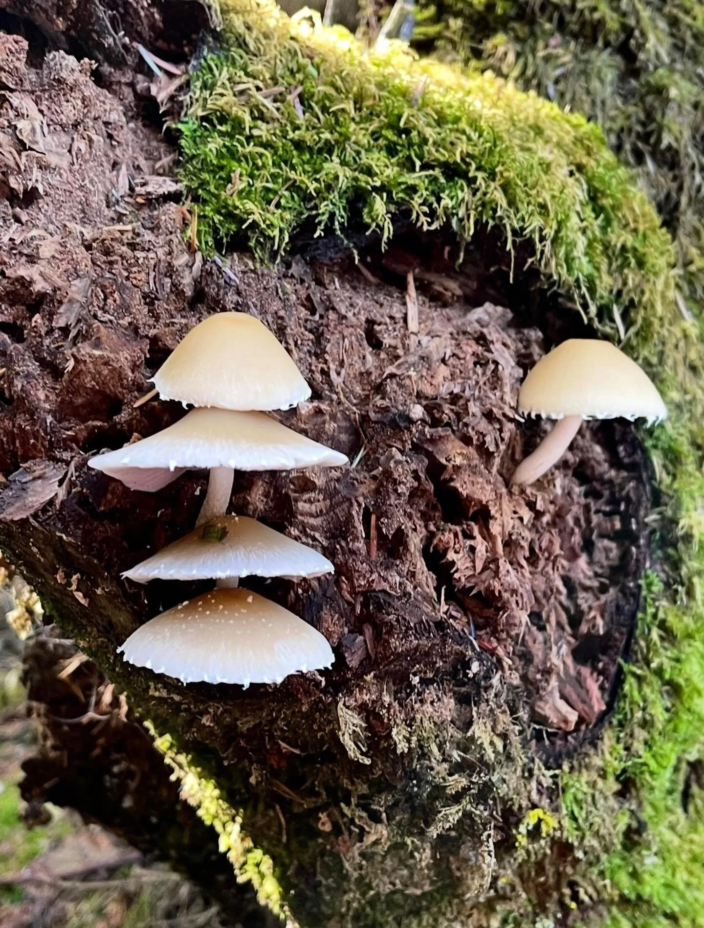 From death comes new life&hellip;. For Facebook users, Click here for today&rsquo;s Paths of Joy Daily Inspiration 
https://www.pathsofjoy.com/blog-1-1/from-death-comes-new-life