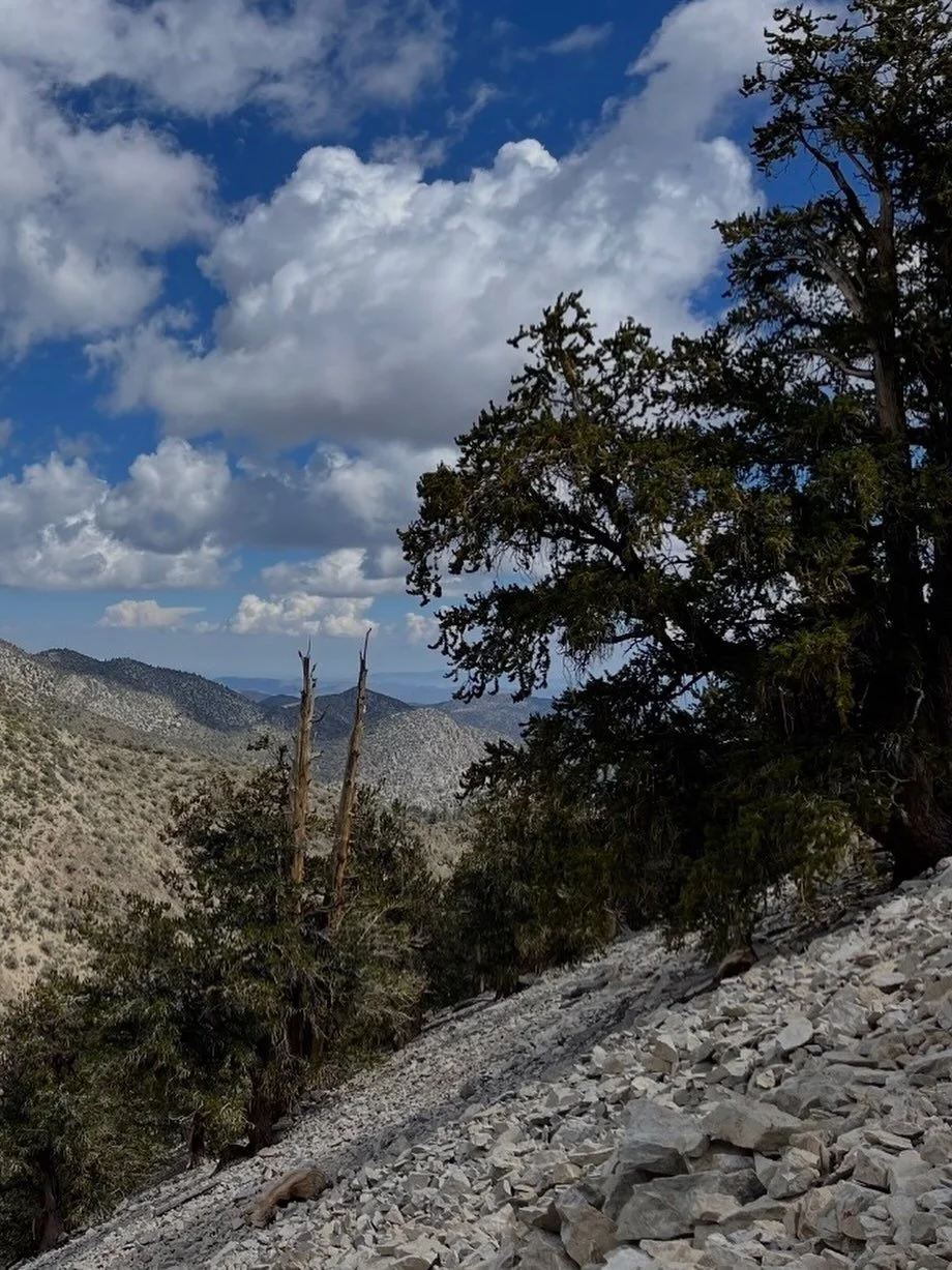 Letting go&hellip;
Click link for today&rsquo;s Paths of Joy Daily Inspiration  https://www.pathsofjoy.com/blog-1-1/lesson-from-a-bristlecone-pine-tree-letting-go