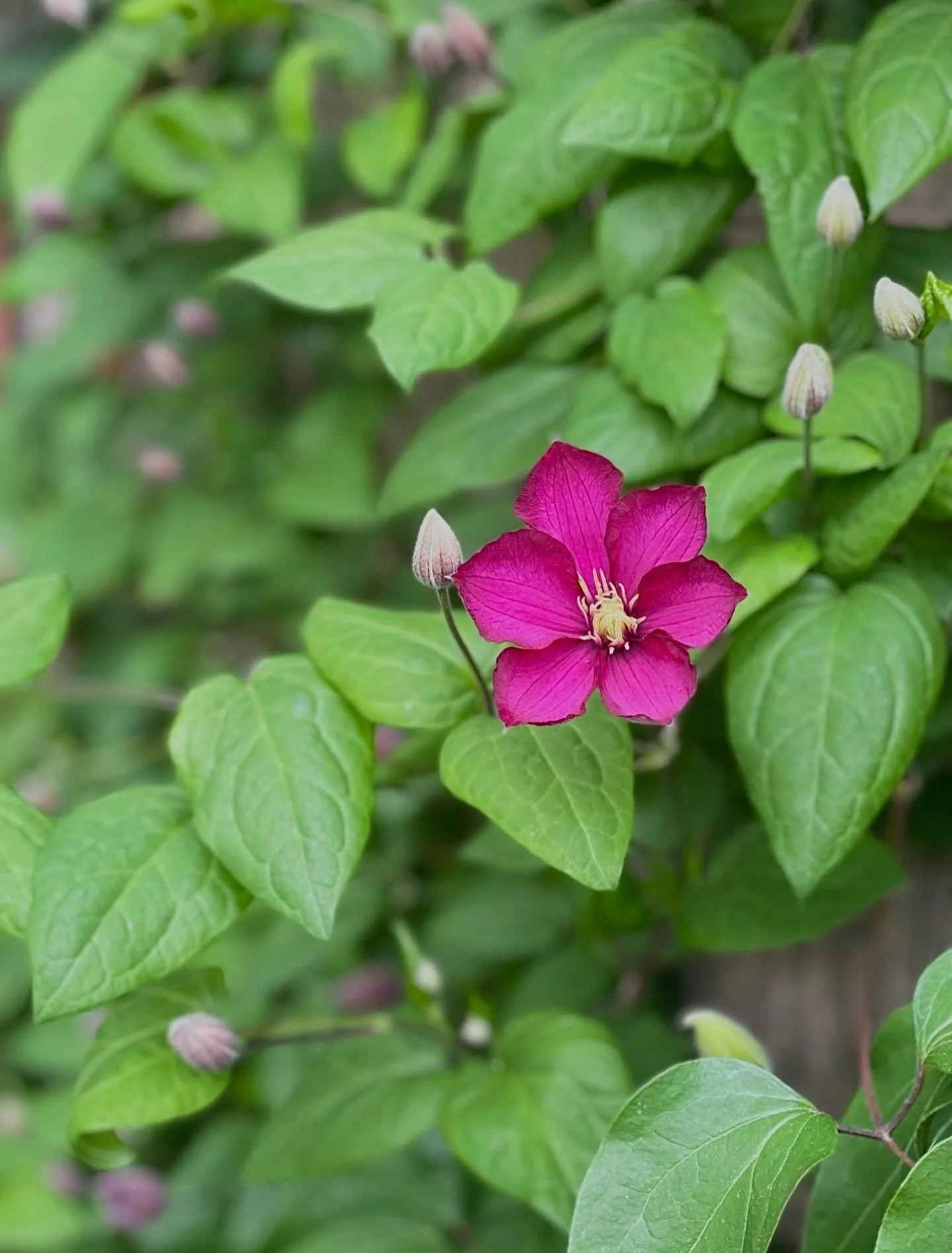 Constancy.  Click link for today&rsquo;s Paths of Joy Daily Inspiration 
https://www.pathsofjoy.com/blog-1-1/constancy