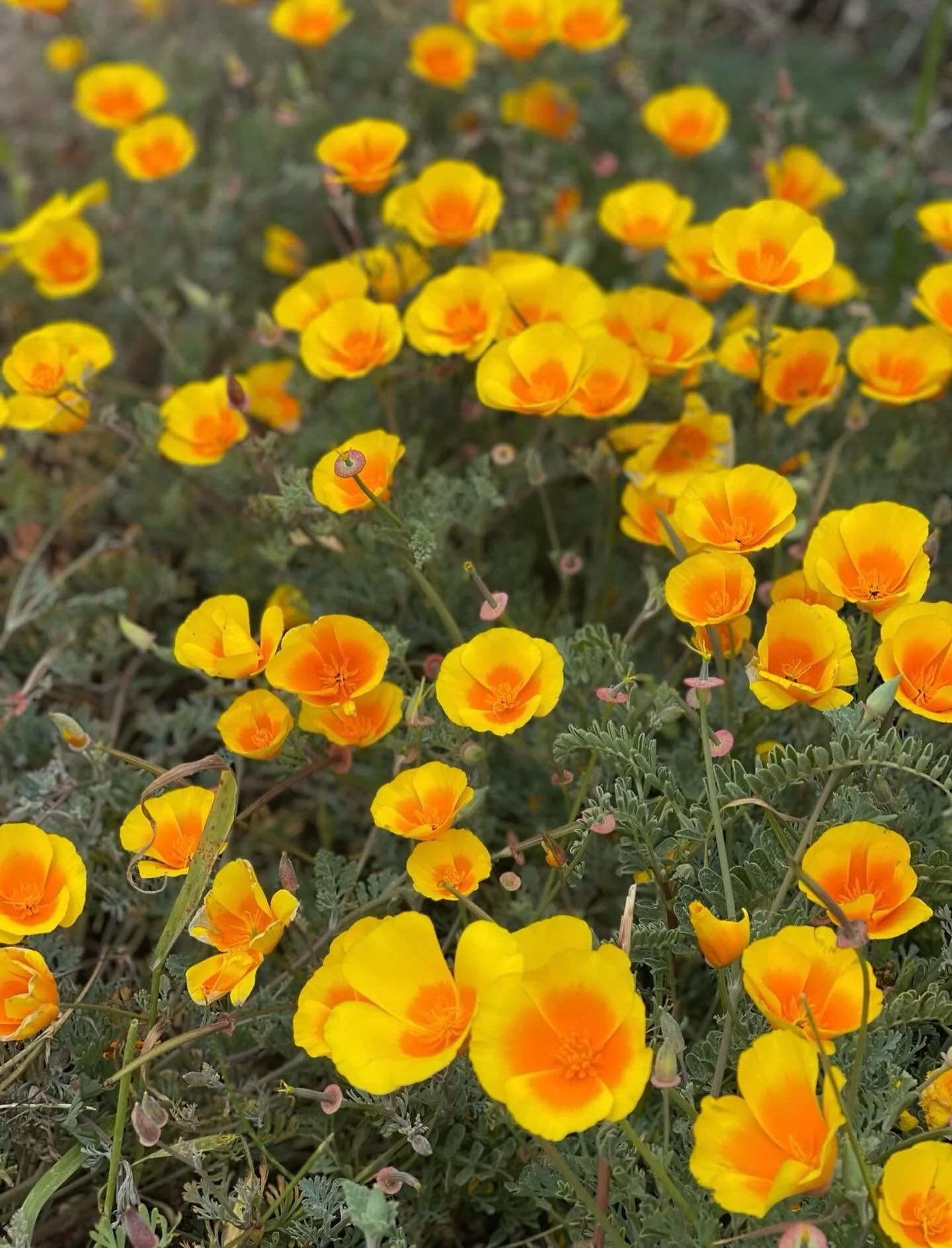 Sleep like flowers&hellip;. Click link for today&rsquo;s Paths of Joy Daily Inspiration  https://www.pathsofjoy.com/blog-1-1/sleep-like-flowers-in-the-night