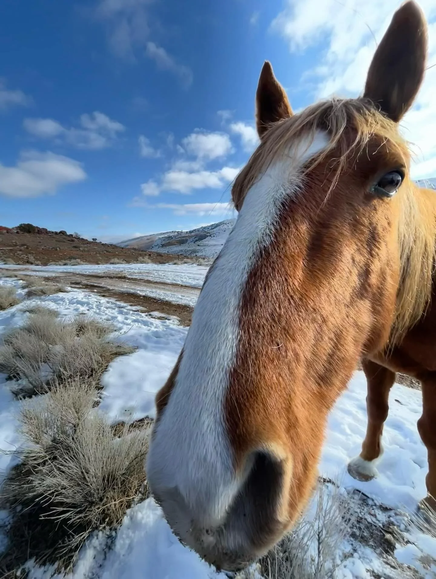 Whimsy&hellip;
Click link for today&rsquo;s Paths of Joy Daily Inspiration.  https://www.pathsofjoy.com/blog-1-1/whimsy