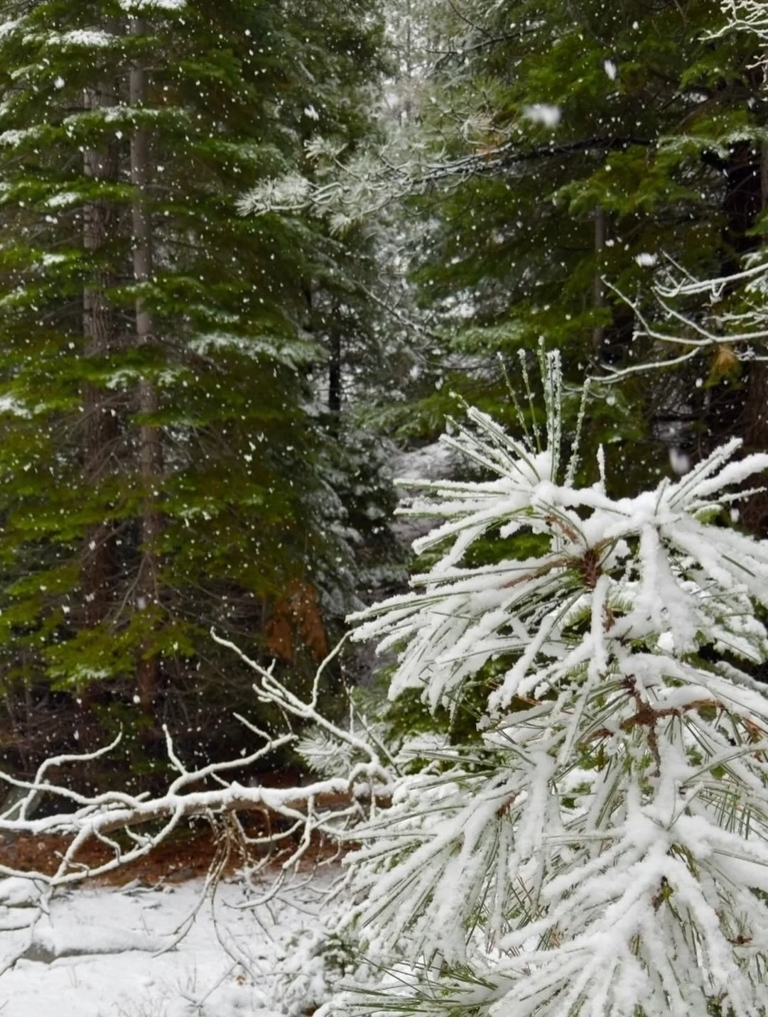 Snow&hellip;
Click link for today&rsquo;s Paths of Joy Daily Inspiration  https://www.pathsofjoy.com/blog-1-1/snow