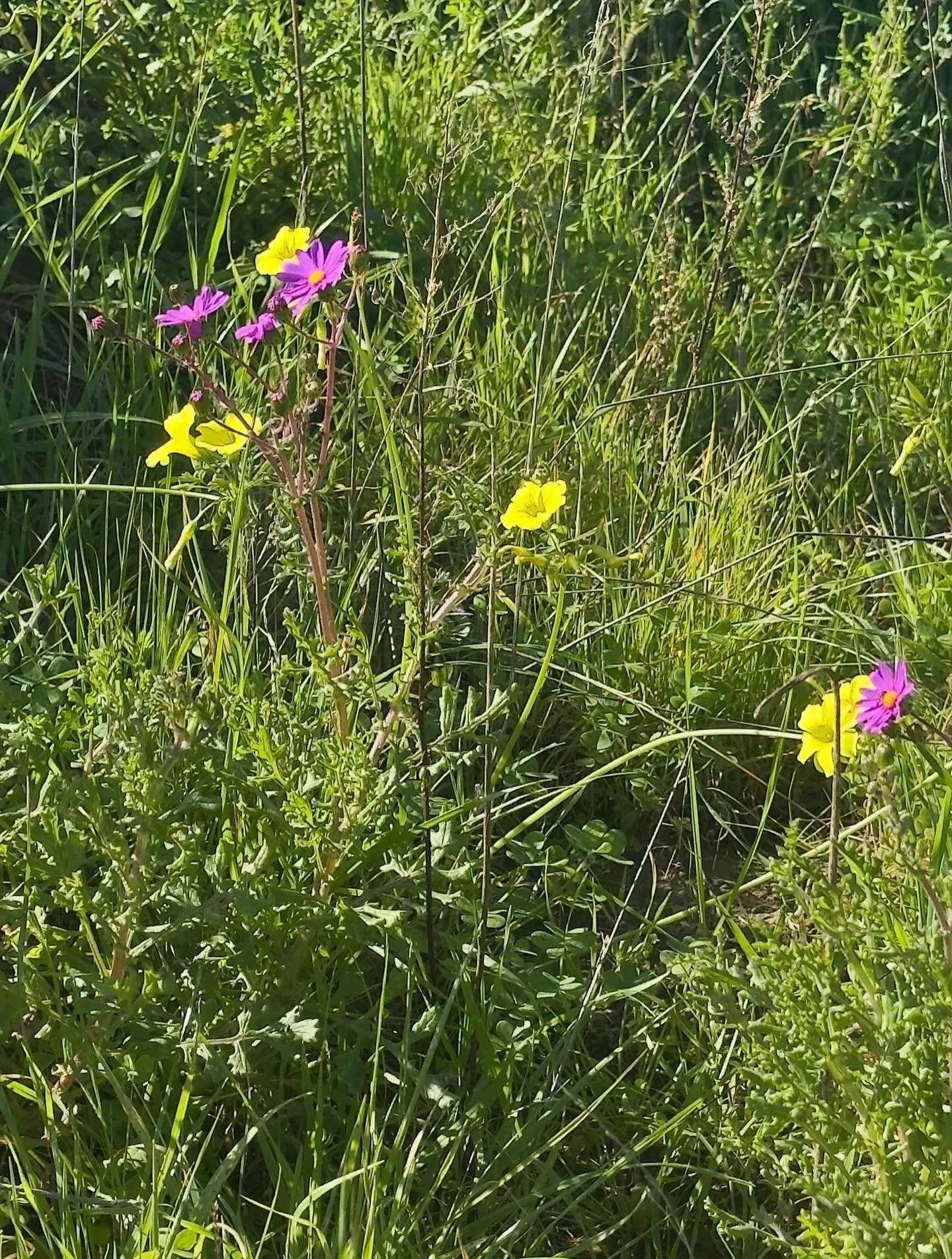 Humility&hellip;. Click link for today&rsquo;s Paths of Joy Daily Inspiration  https://www.pathsofjoy.com/blog-1-1/humility