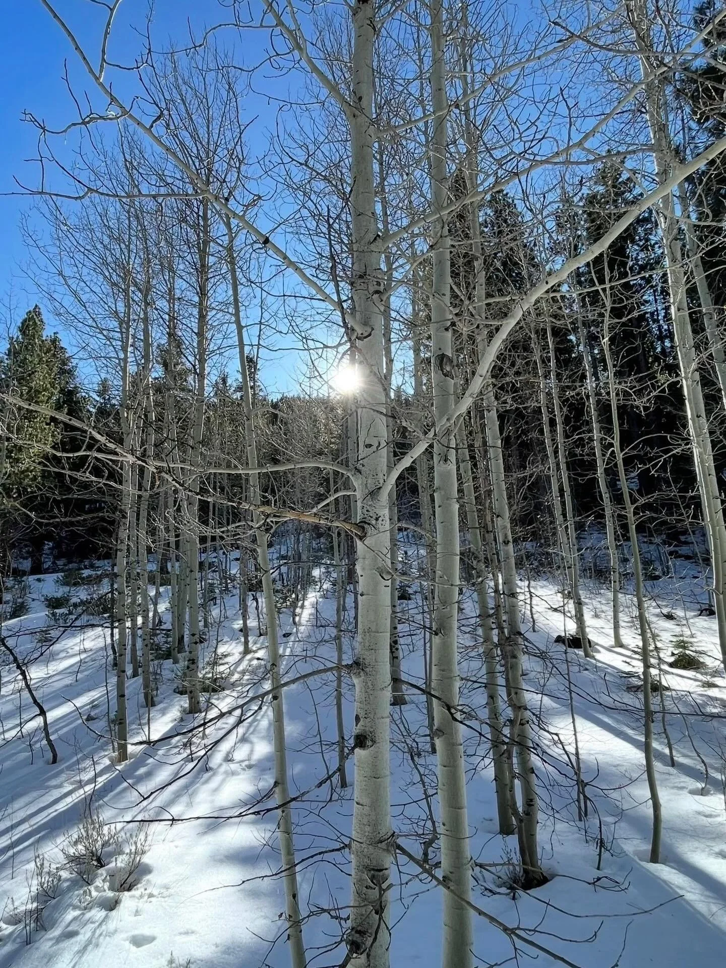 Late winter&hellip;. Click link for today&rsquo;s Paths of Joy Daily Inspiration  https://www.pathsofjoy.com/blog-1-1/late-winter