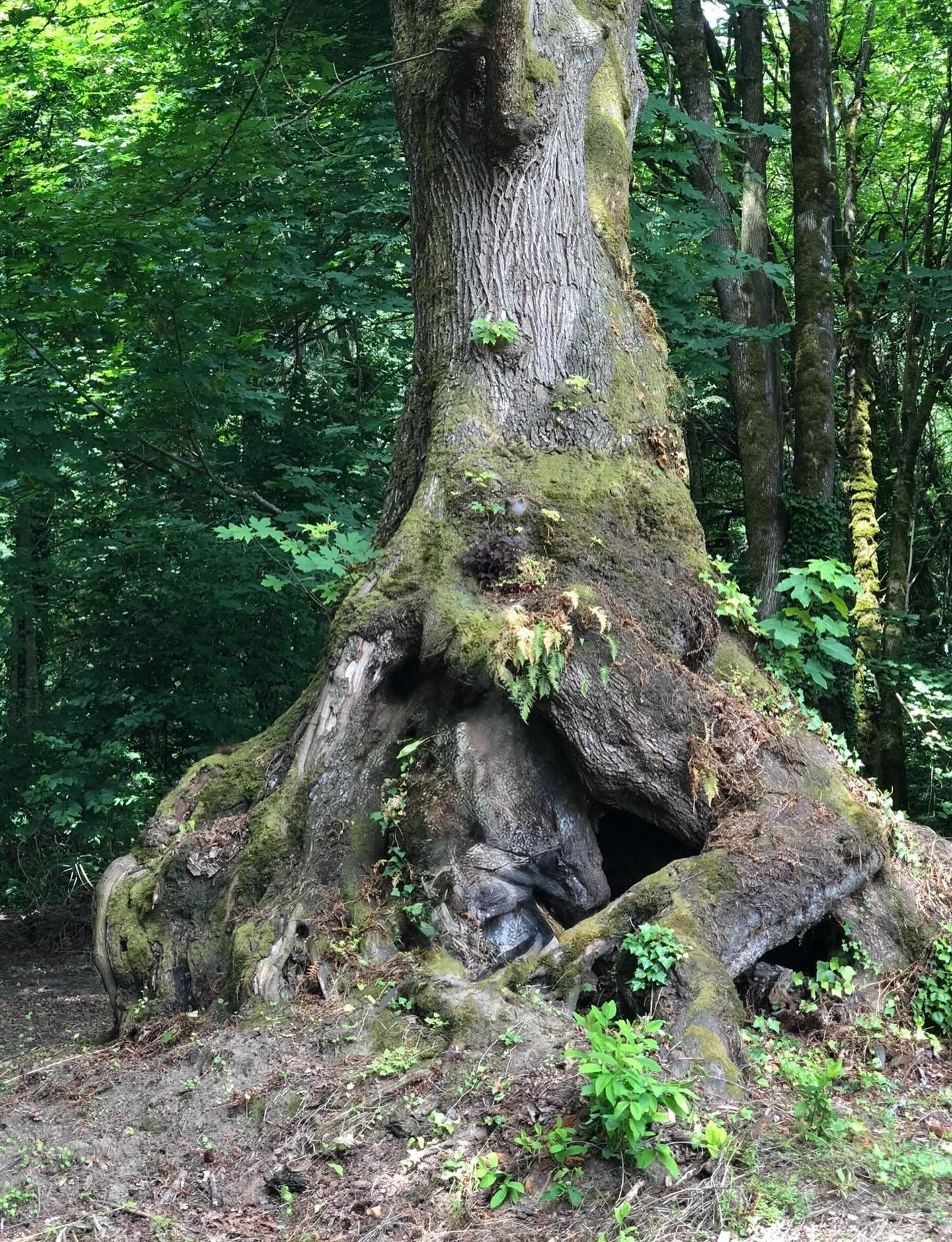 Rooted&hellip;. Click link for today&rsquo;s Paths of Joy Daily Inspiration 
https://www.pathsofjoy.com/blog-1-1/rooted