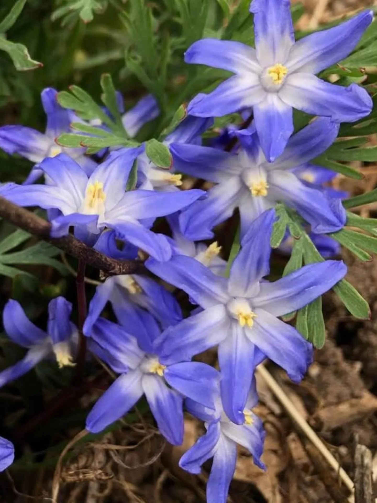 Winter&rsquo;s song with notes of spring&hellip;. Click link for today&rsquo;s Paths of Joy Daily Inspiration  https://www.pathsofjoy.com/blog-1-1/winters-song-with-notes-of-spring