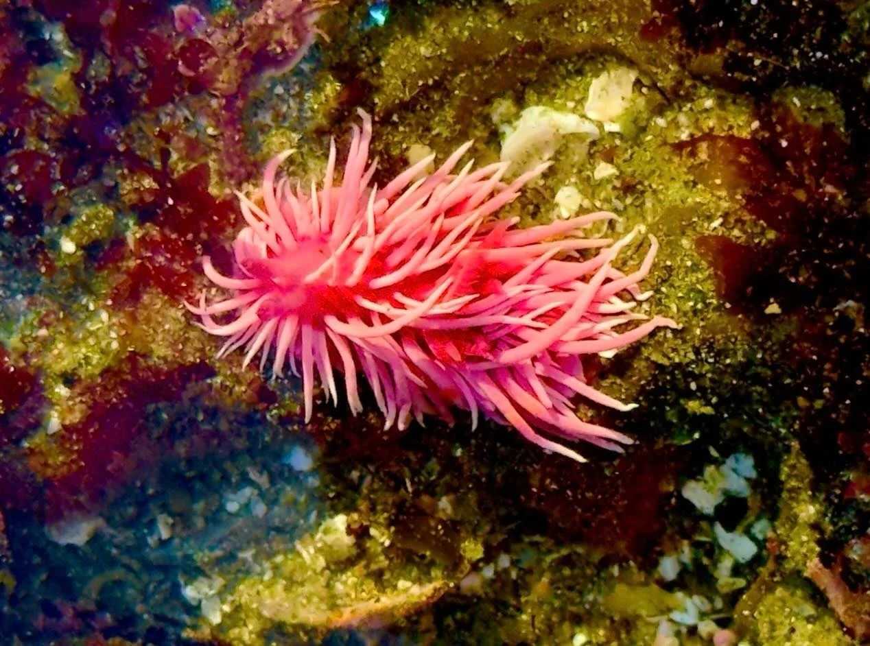 Nudies by the sea&hellip;. Click link for today&rsquo;s Paths of Joy Daily Inspiration  https://www.pathsofjoy.com/blog-1-1/nudies-by-the-sea