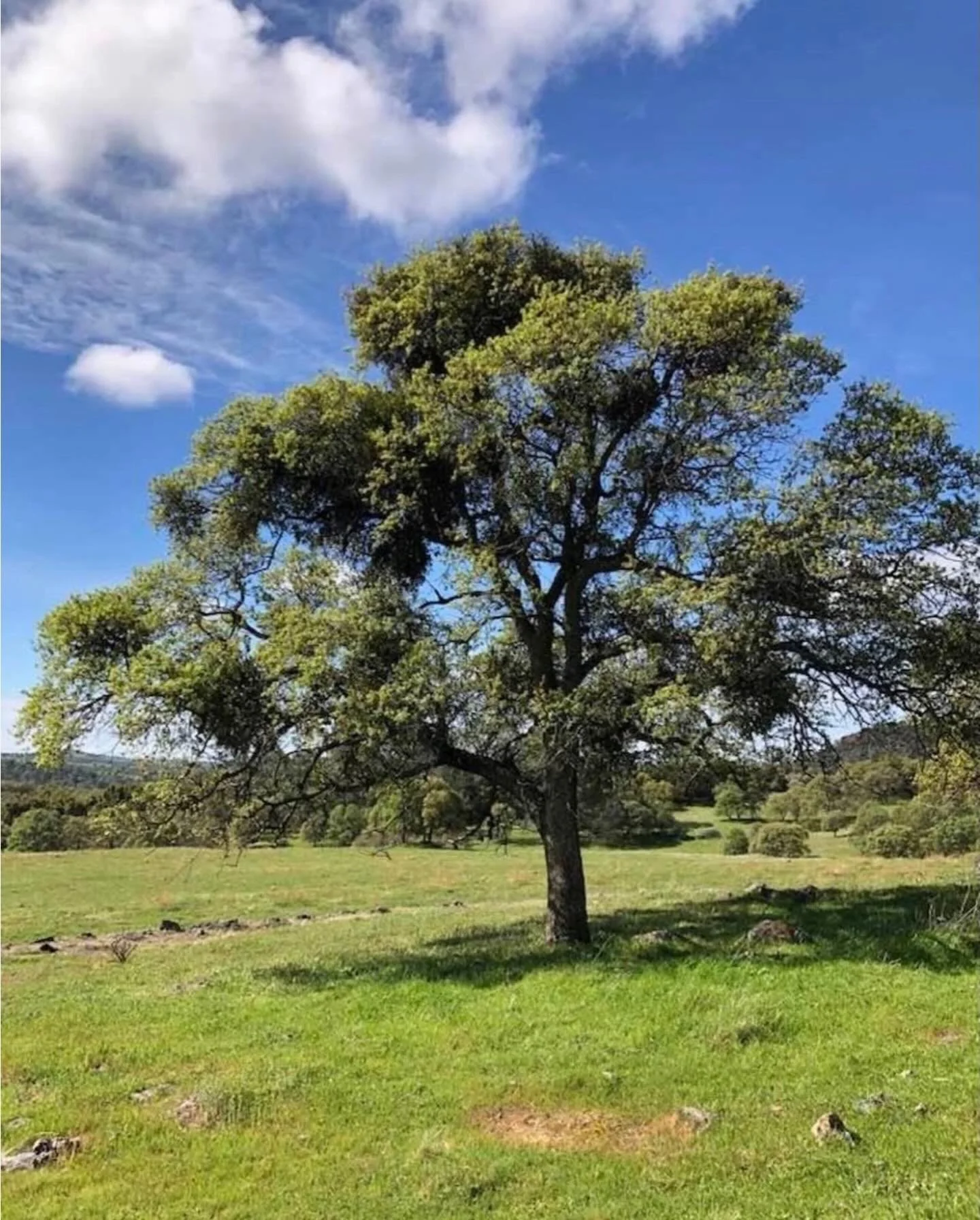 Trees&hellip;  Click link for today&rsquo;s Paths of Joy Daily Inspiration  https://www.pathsofjoy.com/blog-1-1/trees