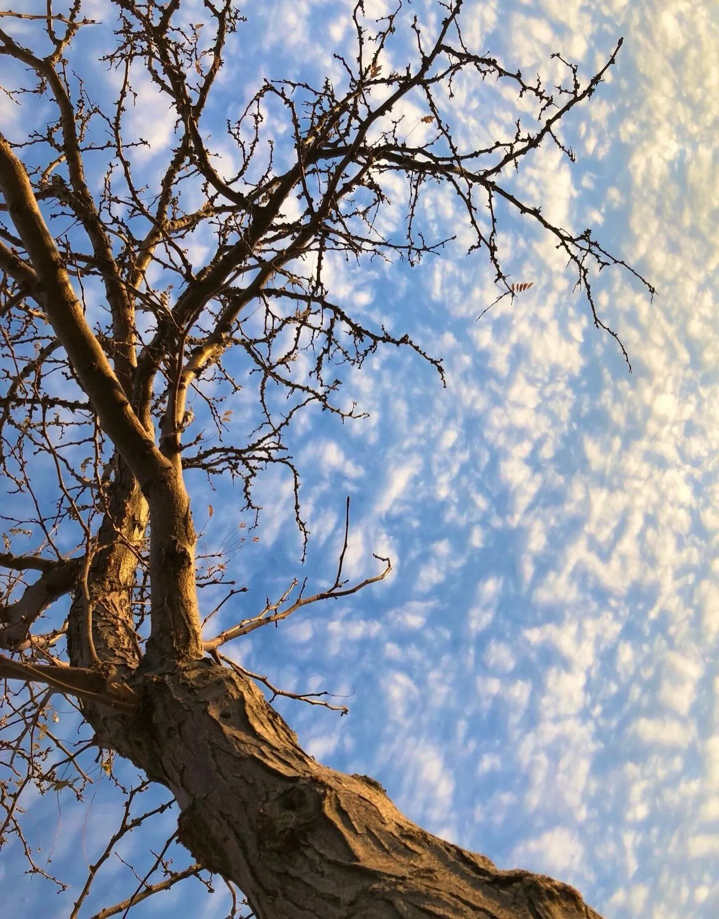 Sky beauties.  Click link for today&rsquo;s Paths of Joy Daily Inspiration 
https://www.pathsofjoy.com/blog-1-1/sky-beauties