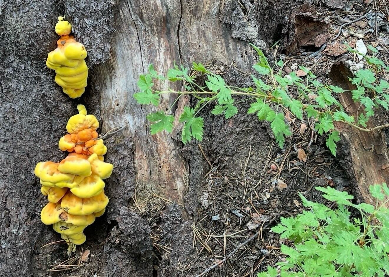 Fabulous fungi&hellip;. Click link for today&rsquo;s Paths of Joy Daily Inspiration  https://www.pathsofjoy.com/blog-1-1/fabulous-fungi