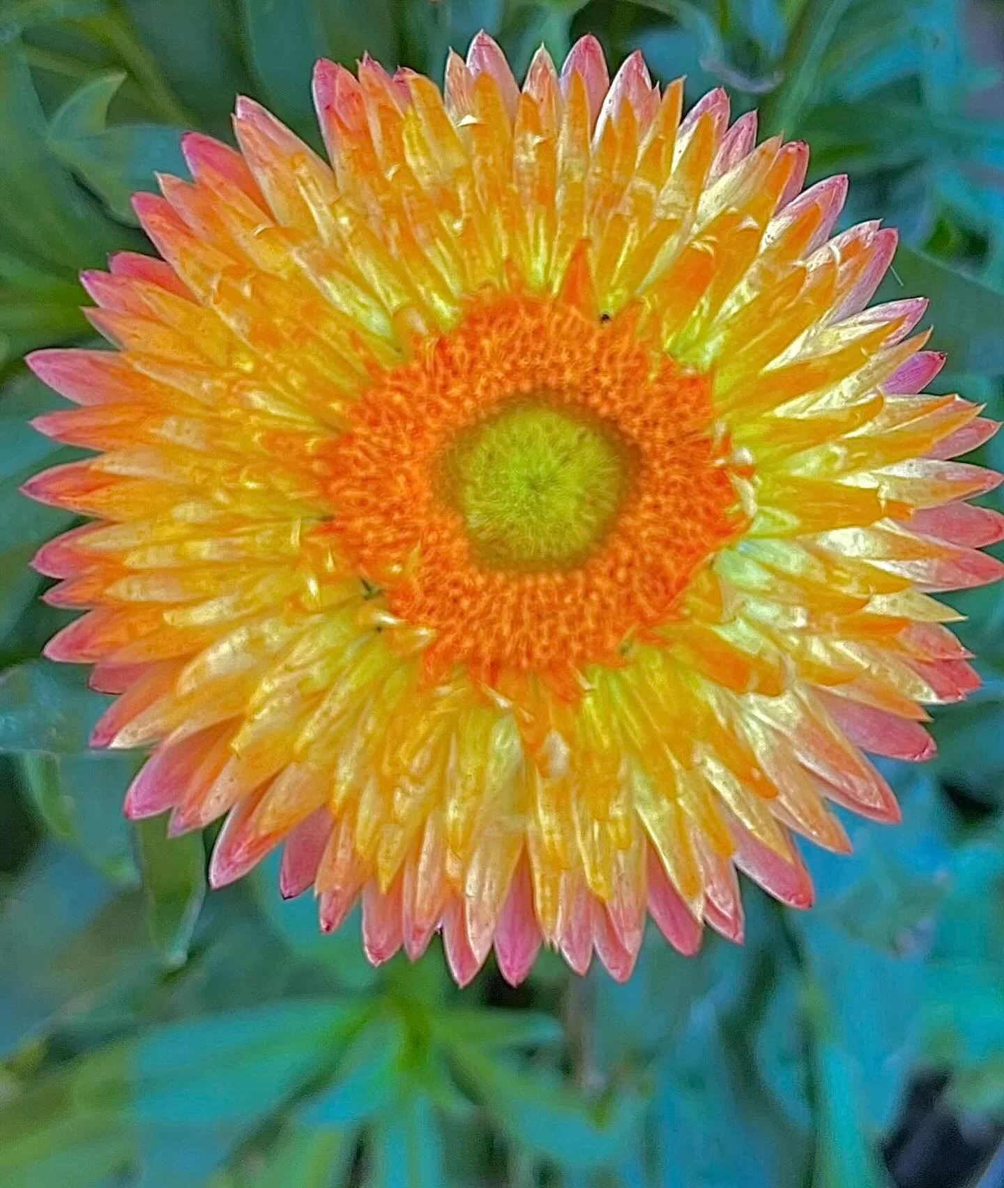 Colorful life!  Click link for today&rsquo;s Paths of Joy Daily Inspiration  https://www.pathsofjoy.com/blog-1-1/colorful-life