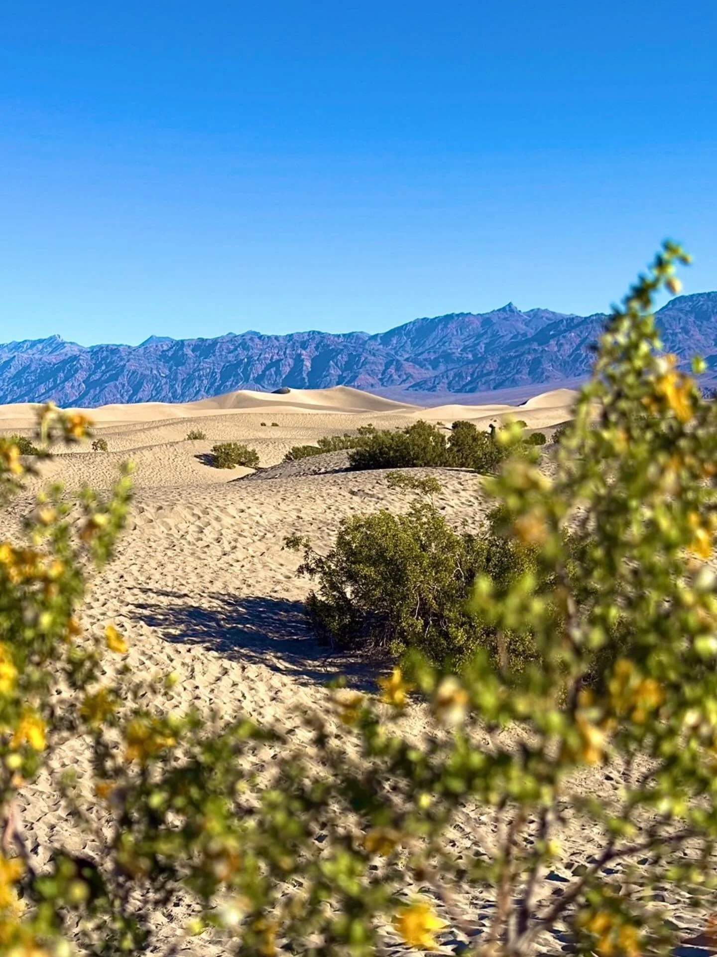 Desert dreams&hellip;. Click link for today&rsquo;s Paths of Joy Daily Inspiration 
https://www.pathsofjoy.com/blog-1-1/desert-dreams
