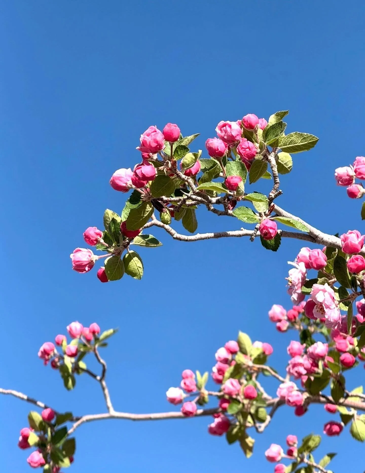 Spring Life!  Click here for today&rsquo;s Paths of Joy Daily Inspiration 
https://www.pathsofjoy.com/blog-1-1/spring-life